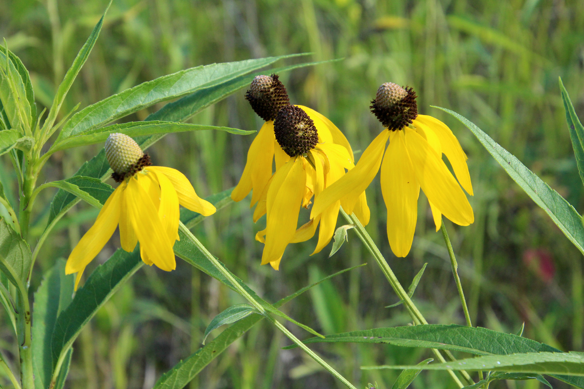 Canon EOS 650D (EOS Rebel T4i / EOS Kiss X6i) sample photo. Dancing flowers photography