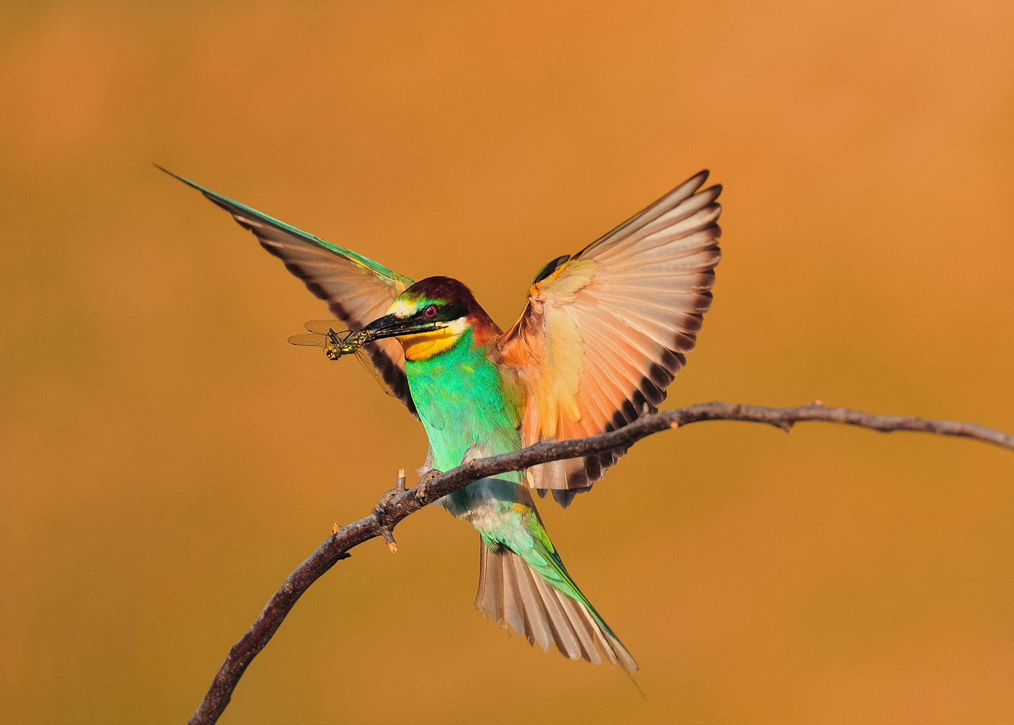 Nikon D3 sample photo. Bee eater and catch photography