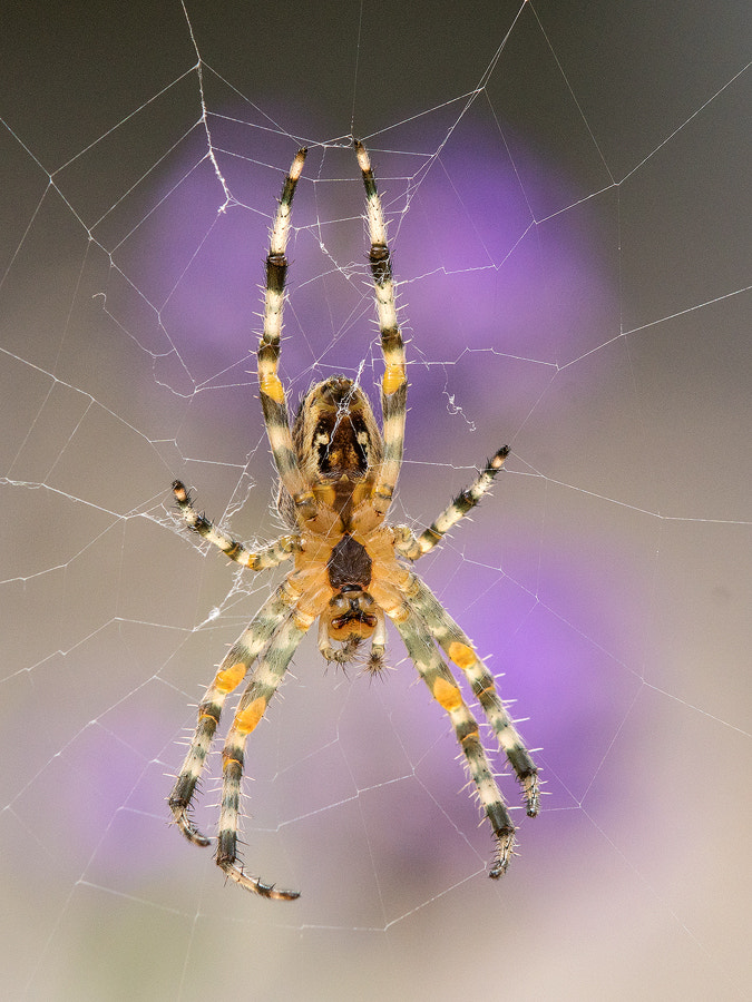 Sony a6300 + Tamron SP AF 180mm F3.5 Di LD (IF) Macro sample photo. Spider photography