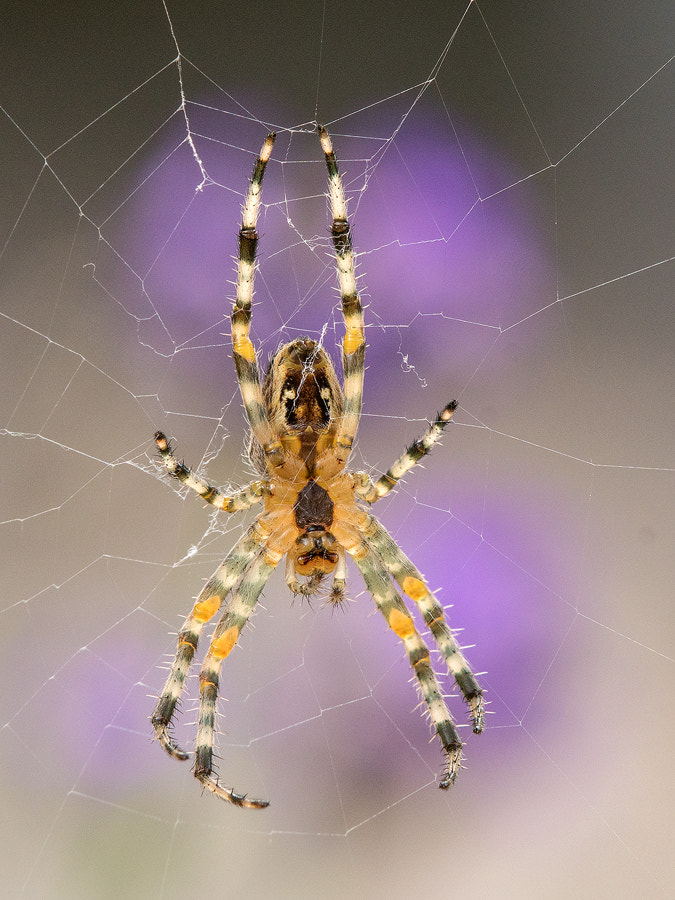 Tamron SP AF 180mm F3.5 Di LD (IF) Macro sample photo. Spider photography