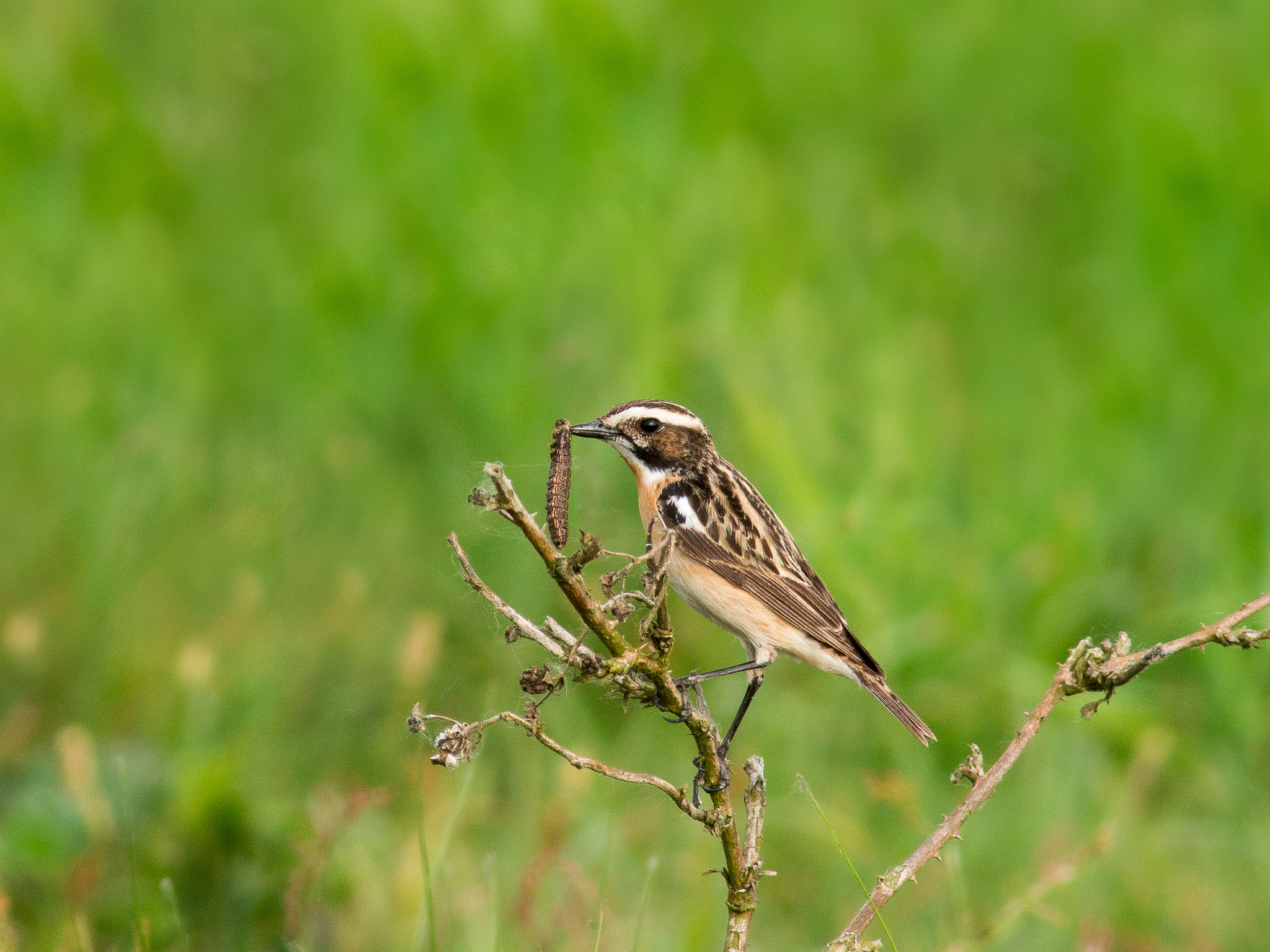 Olympus OM-D E-M1 sample photo. Whinchat photography