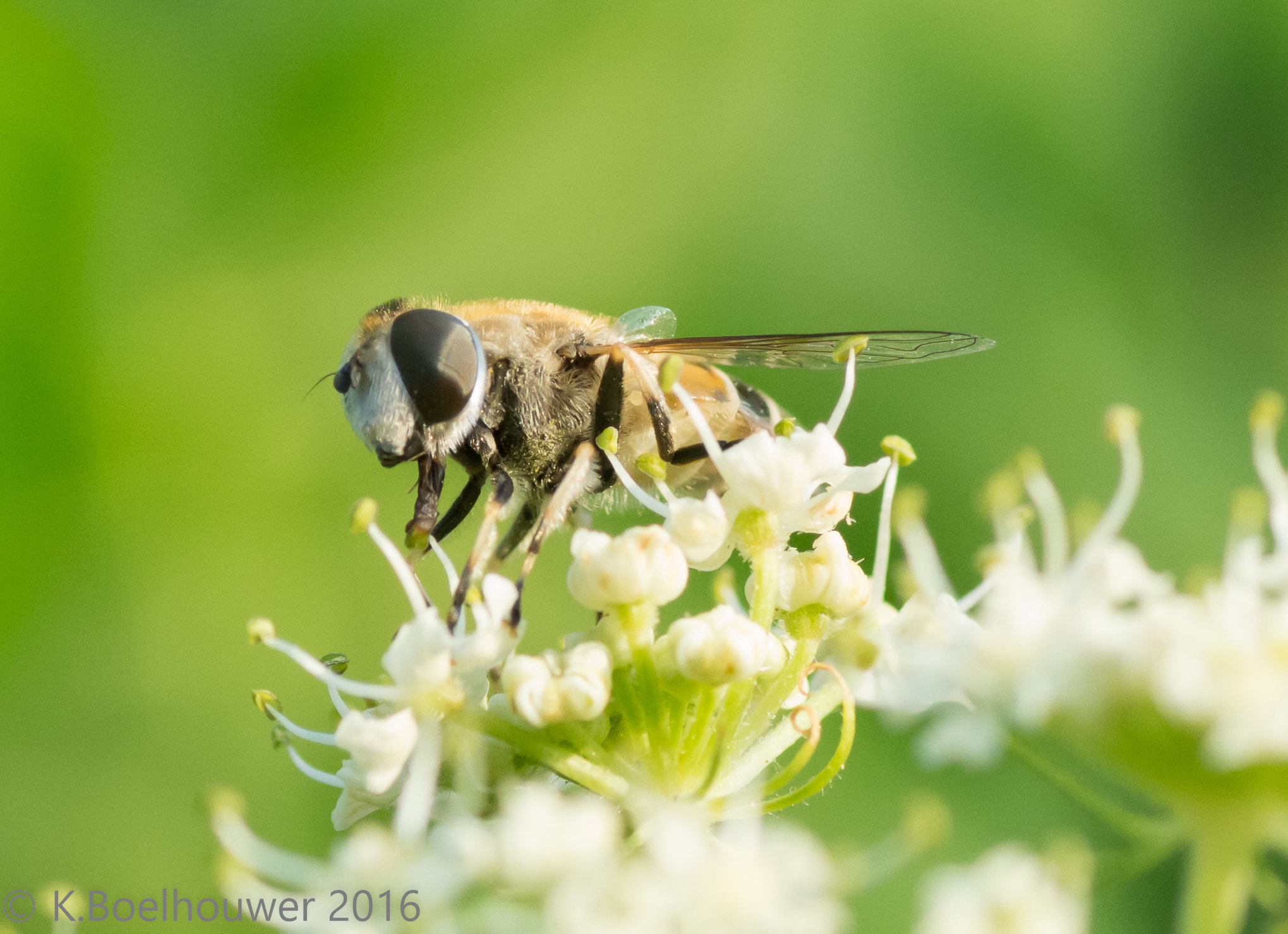 Nikon D5200 + Tamron SP 90mm F2.8 Di VC USD 1:1 Macro sample photo. Insect photography