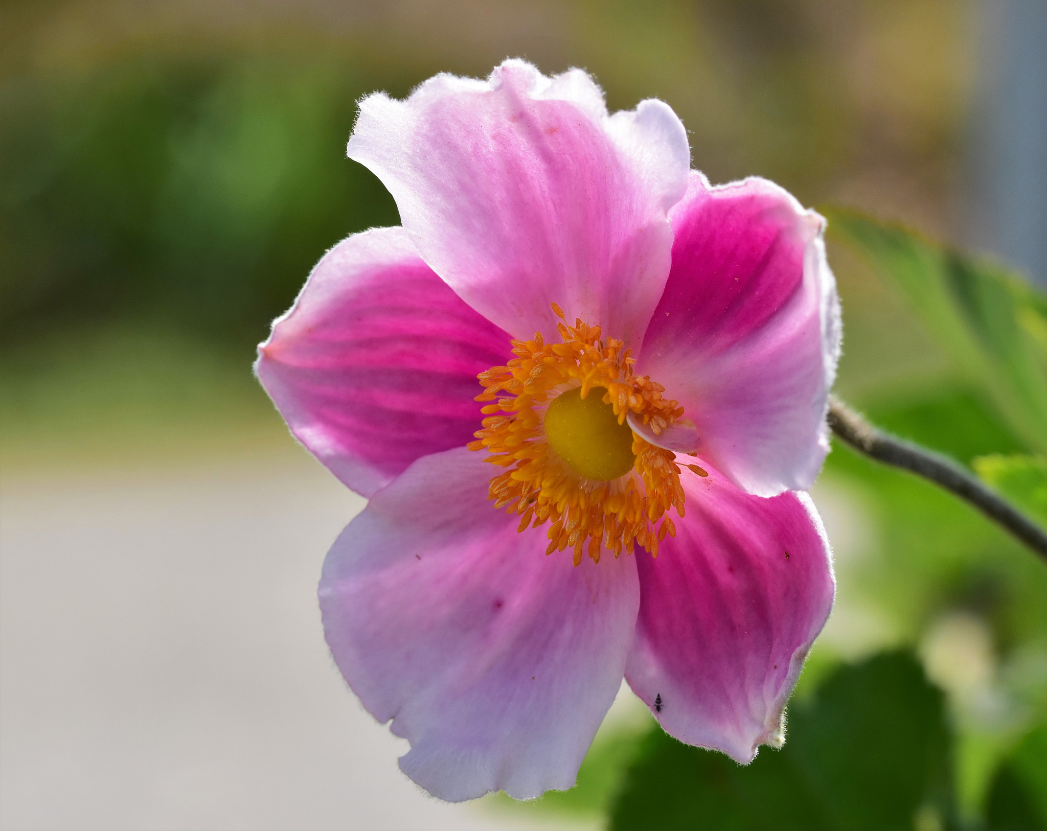 Nikon D5500 + Sigma 105mm F2.8 EX DG OS HSM sample photo. Pink flower photography