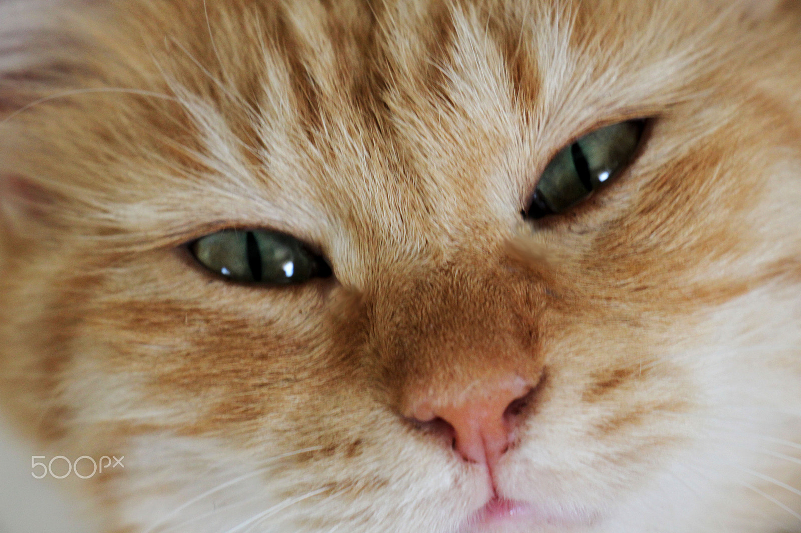 Canon EOS 500D (EOS Rebel T1i / EOS Kiss X3) sample photo. Ginger cat.jpg photography