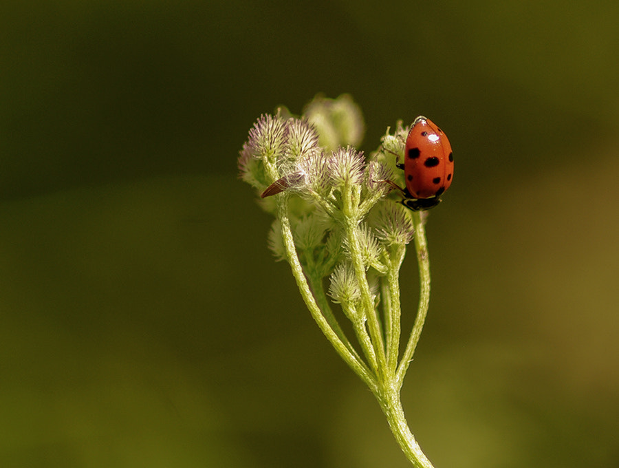 Pentax K20D + smc PENTAX-FA Macro 100mm F2.8 sample photo. Red photography