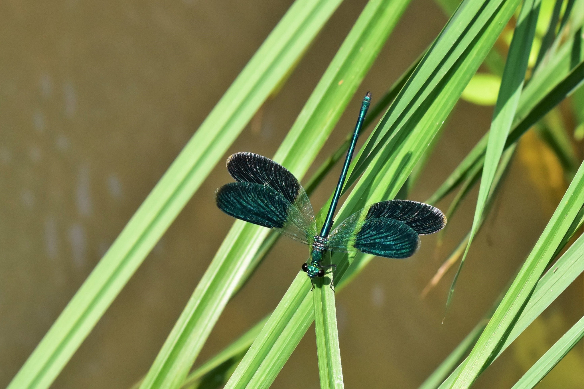 Sigma 105mm F2.8 EX DG OS HSM sample photo. Beautiful wings photography