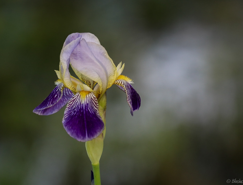 Canon EOS 80D + Canon EF 70-200mm F4L USM sample photo. Iris photography