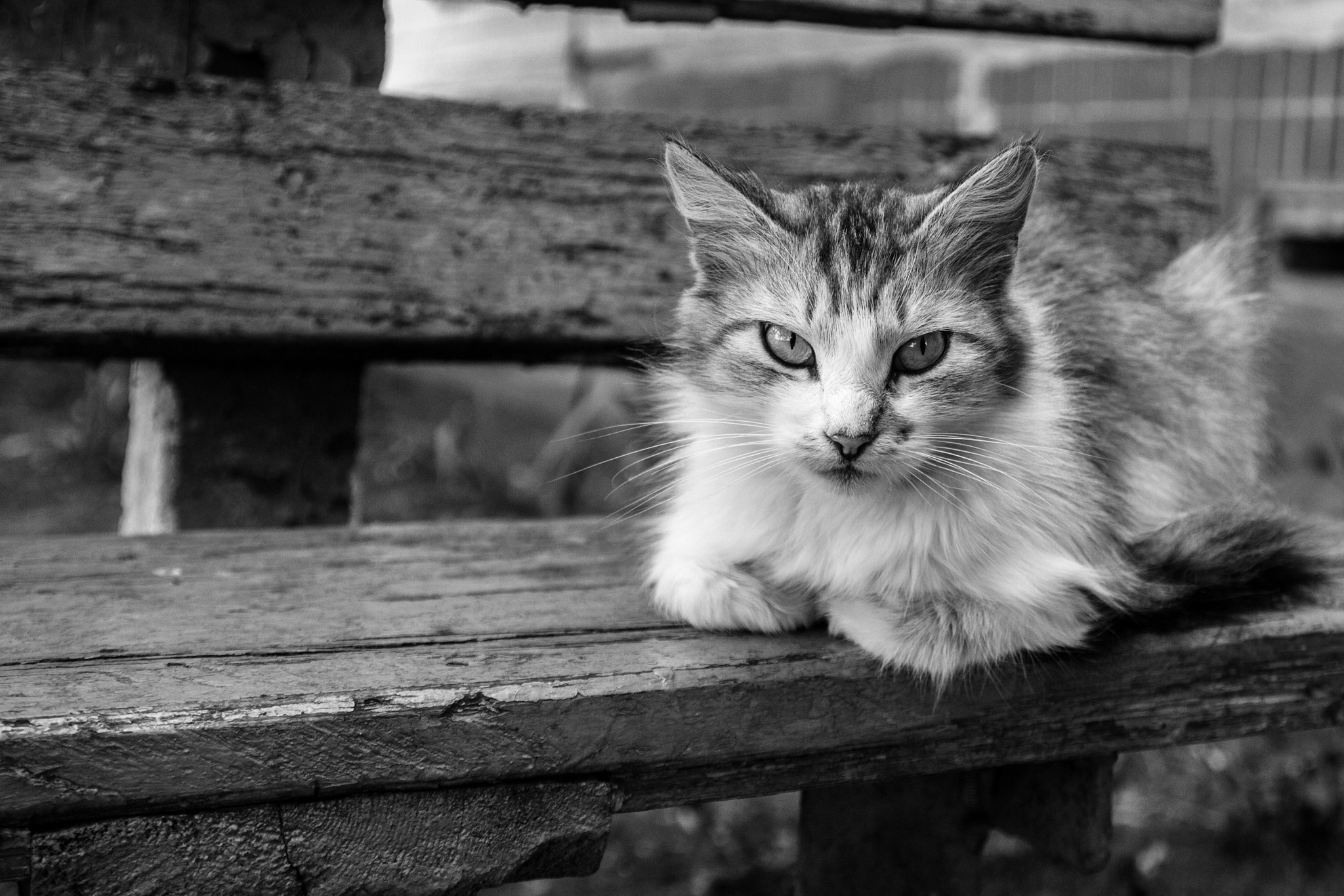Canon EOS 450D (EOS Rebel XSi / EOS Kiss X2) sample photo. Bad cat photography