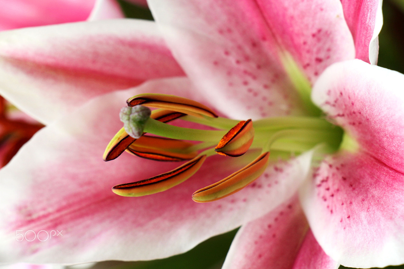 Canon EOS 500D (EOS Rebel T1i / EOS Kiss X3) sample photo. Pink tiger lilly.jpg photography