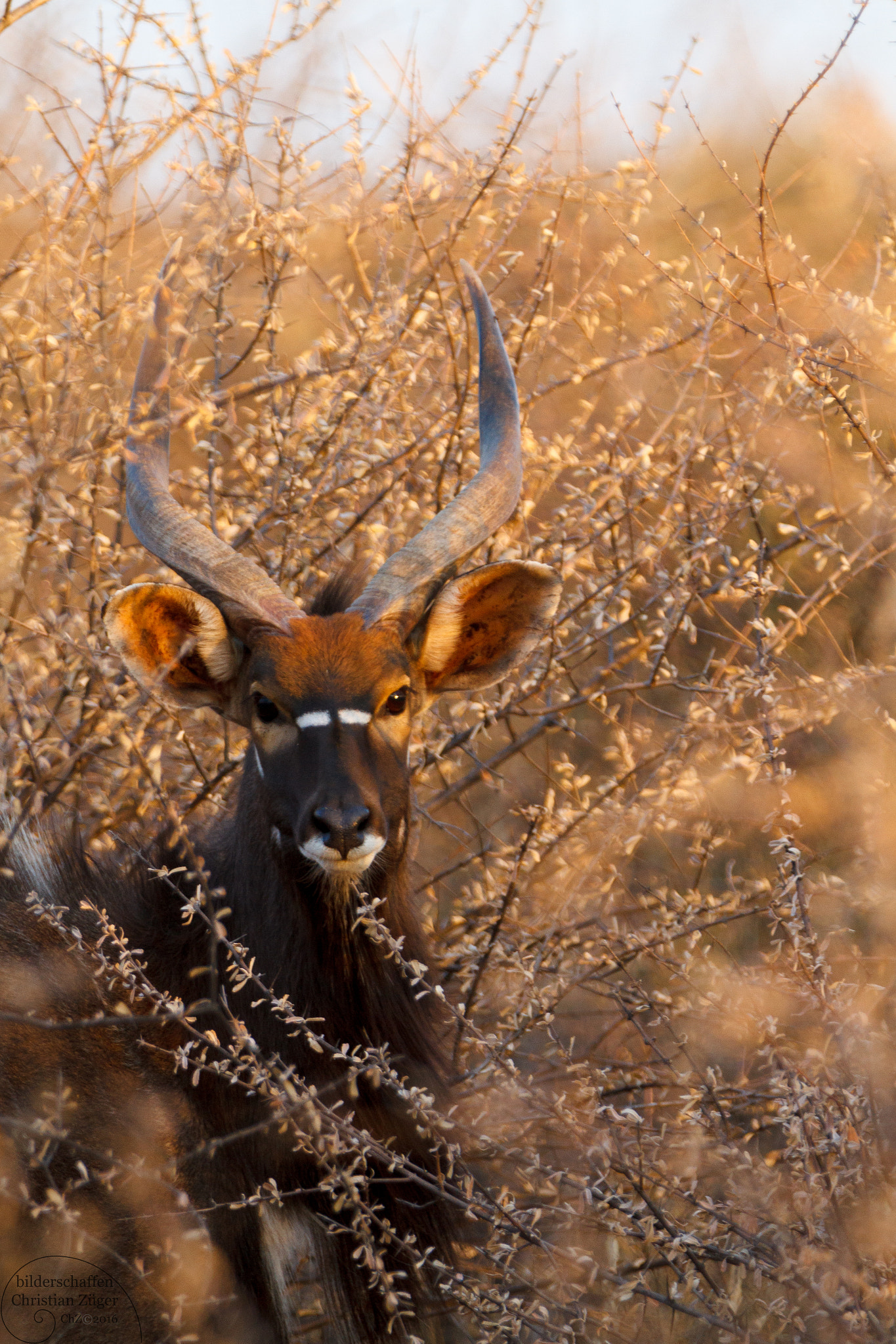 Canon EF 70-200mm F2.8L IS II USM sample photo. Young kudu, kalahari desert photography