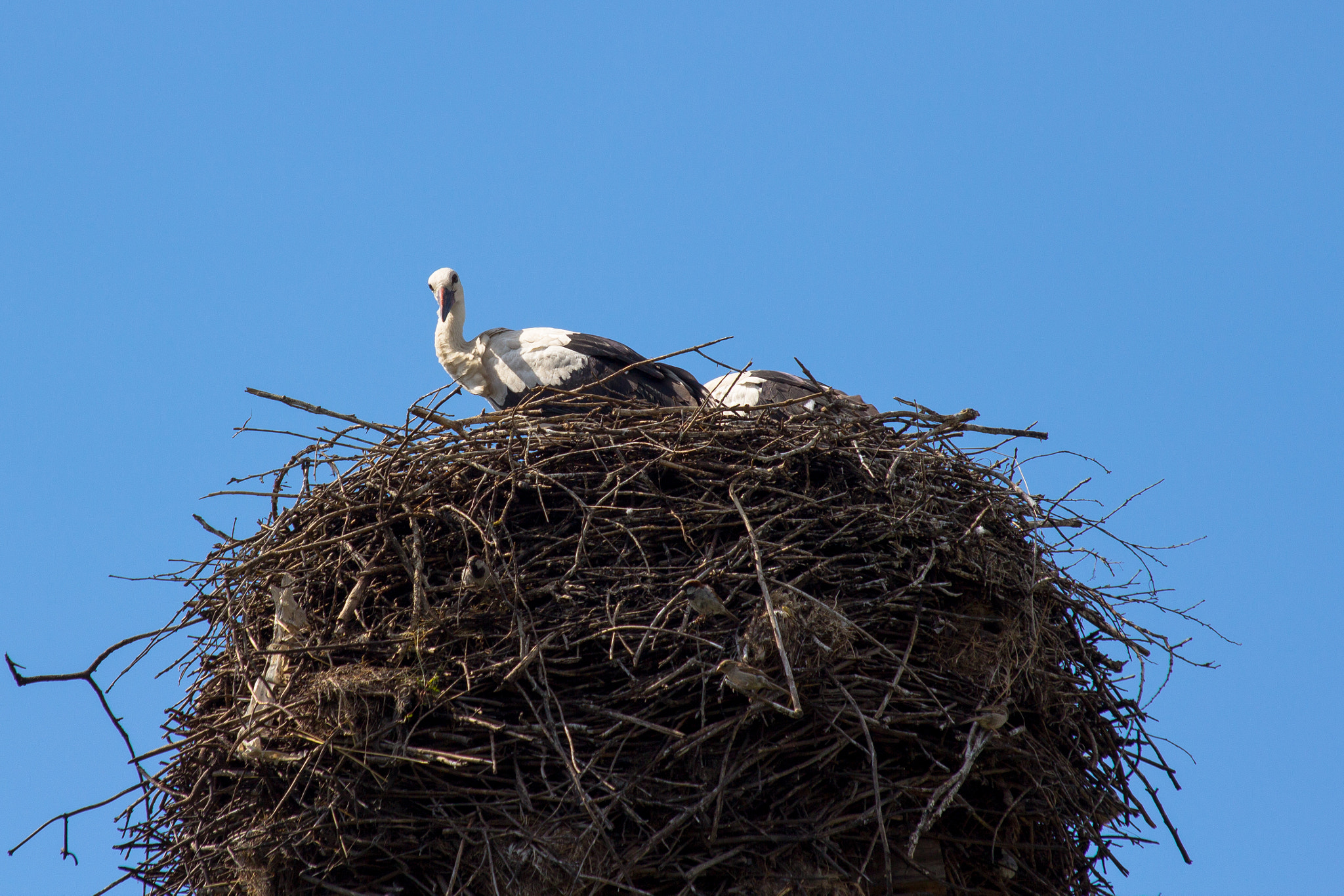 Canon EOS 600D (Rebel EOS T3i / EOS Kiss X5) + Sigma 50-200mm F4-5.6 DC OS HSM sample photo. Stork photography