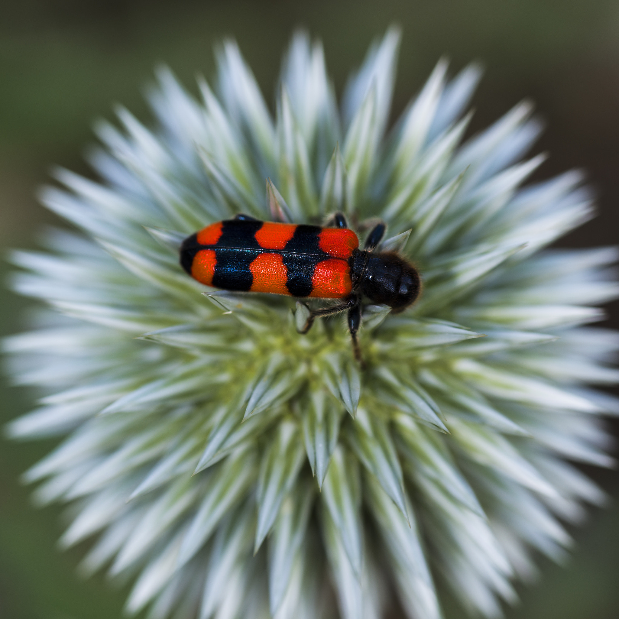 Nikon D800E sample photo. Insects and flowers photography