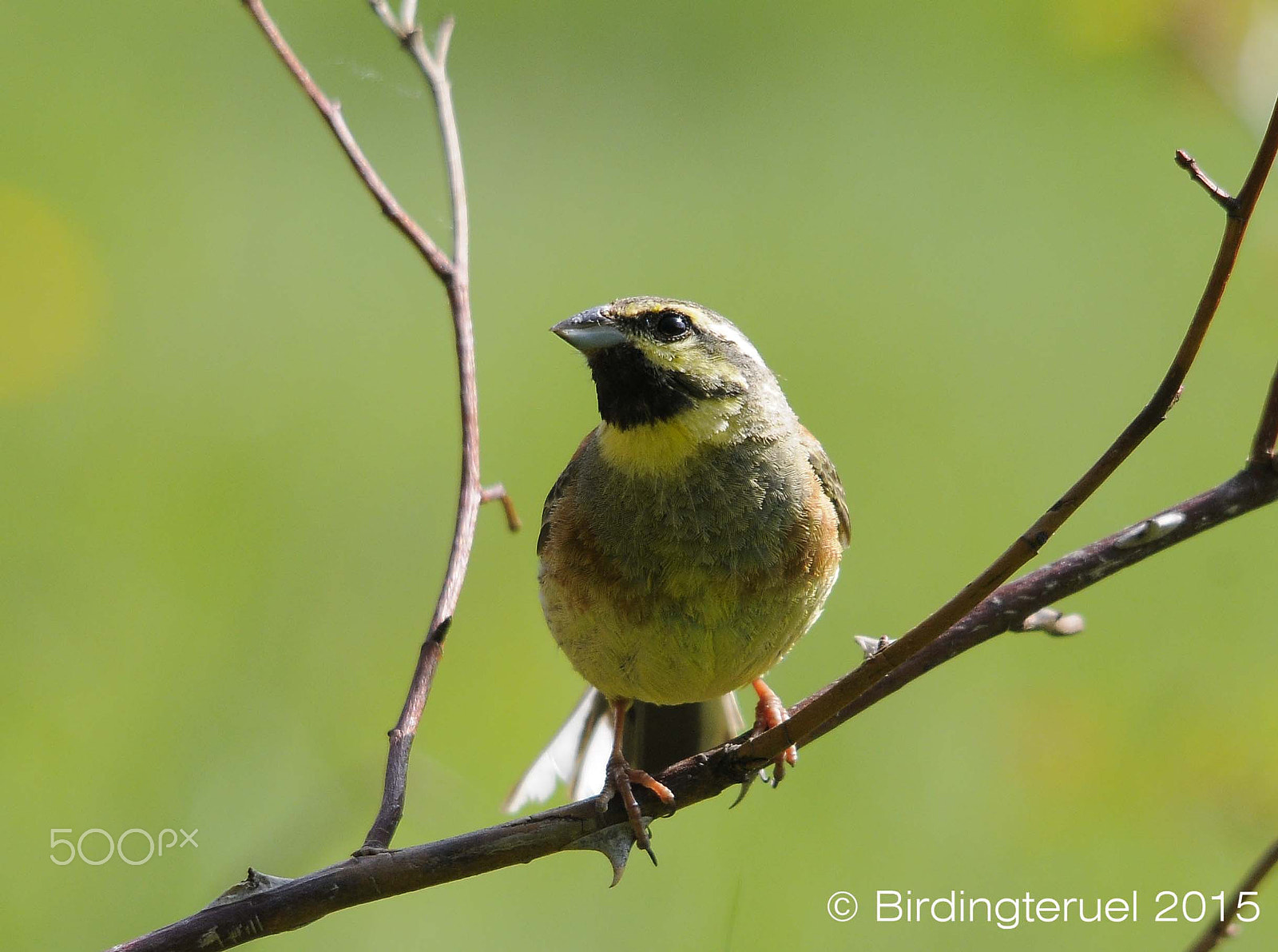 Sigma 150-500mm F5-6.3 DG OS HSM sample photo. Escribano soteño / cirl bunting (emberiza cirlus) photography