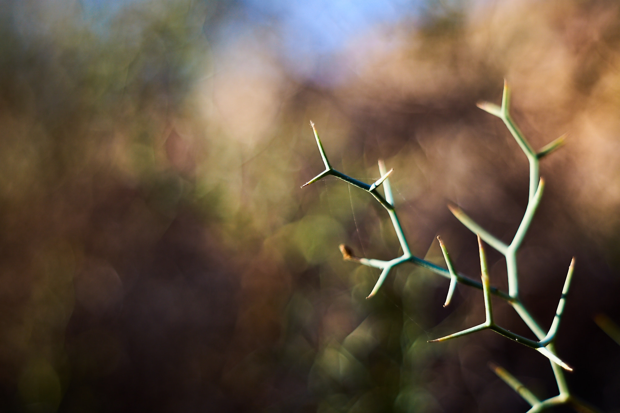 Sony ILCA-77M2 + Minolta AF 50mm F1.7 sample photo. Poligonal blur photography