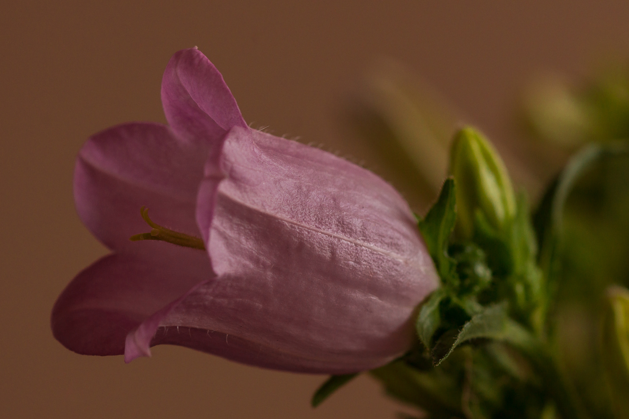 Sony SLT-A77 + Sony 100mm F2.8 Macro sample photo. Campanula. photography
