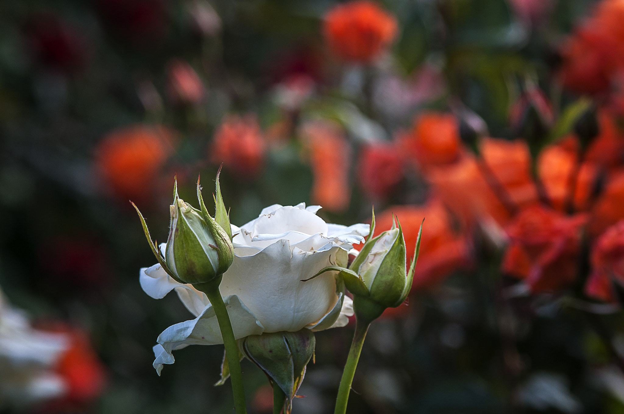AF Micro-Nikkor 105mm f/2.8 sample photo. Королева photography