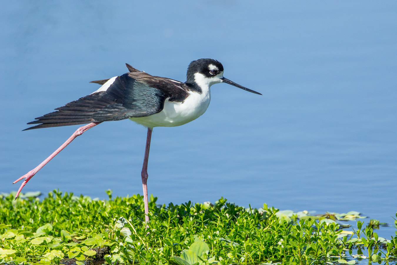 Canon EOS 60D + Canon EF 300mm F2.8L IS II USM sample photo. Black-necked stilt photography