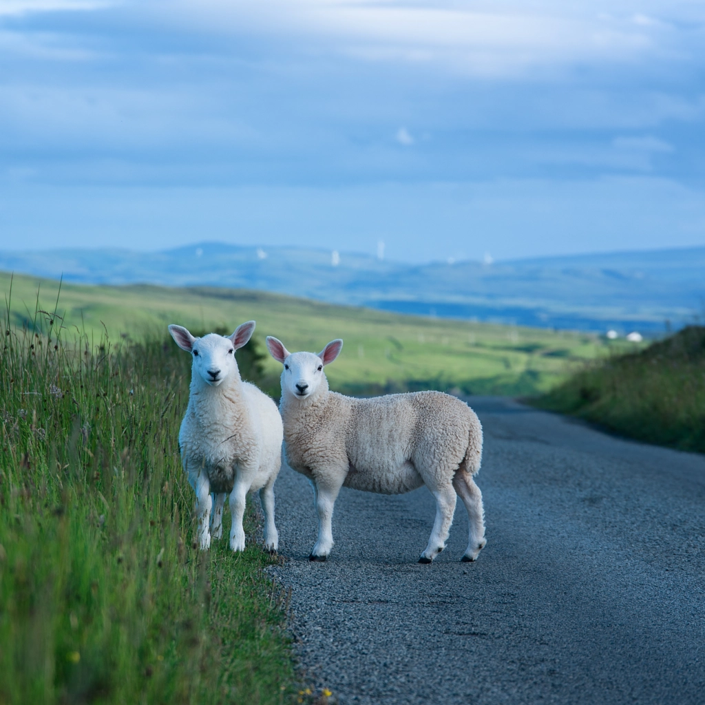 Highland Fluff by Pieter-Jan van Schalkwyk on 500px.com