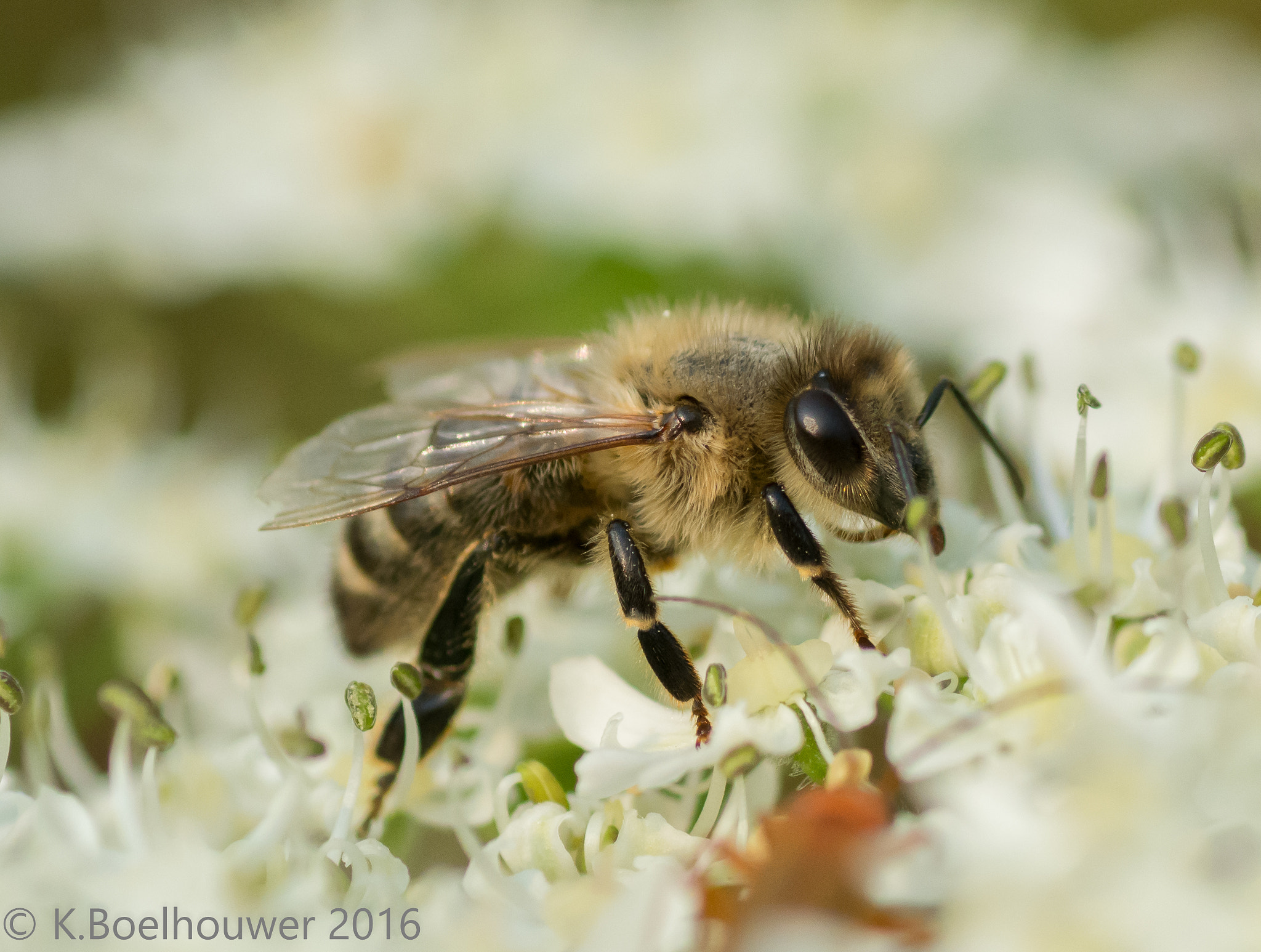 Nikon D5200 + Tamron SP 90mm F2.8 Di VC USD 1:1 Macro sample photo. Bee photography