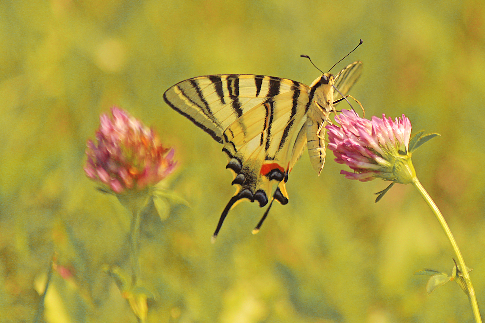 Canon EOS 500D (EOS Rebel T1i / EOS Kiss X3) sample photo. The last dance of a butterfly photography