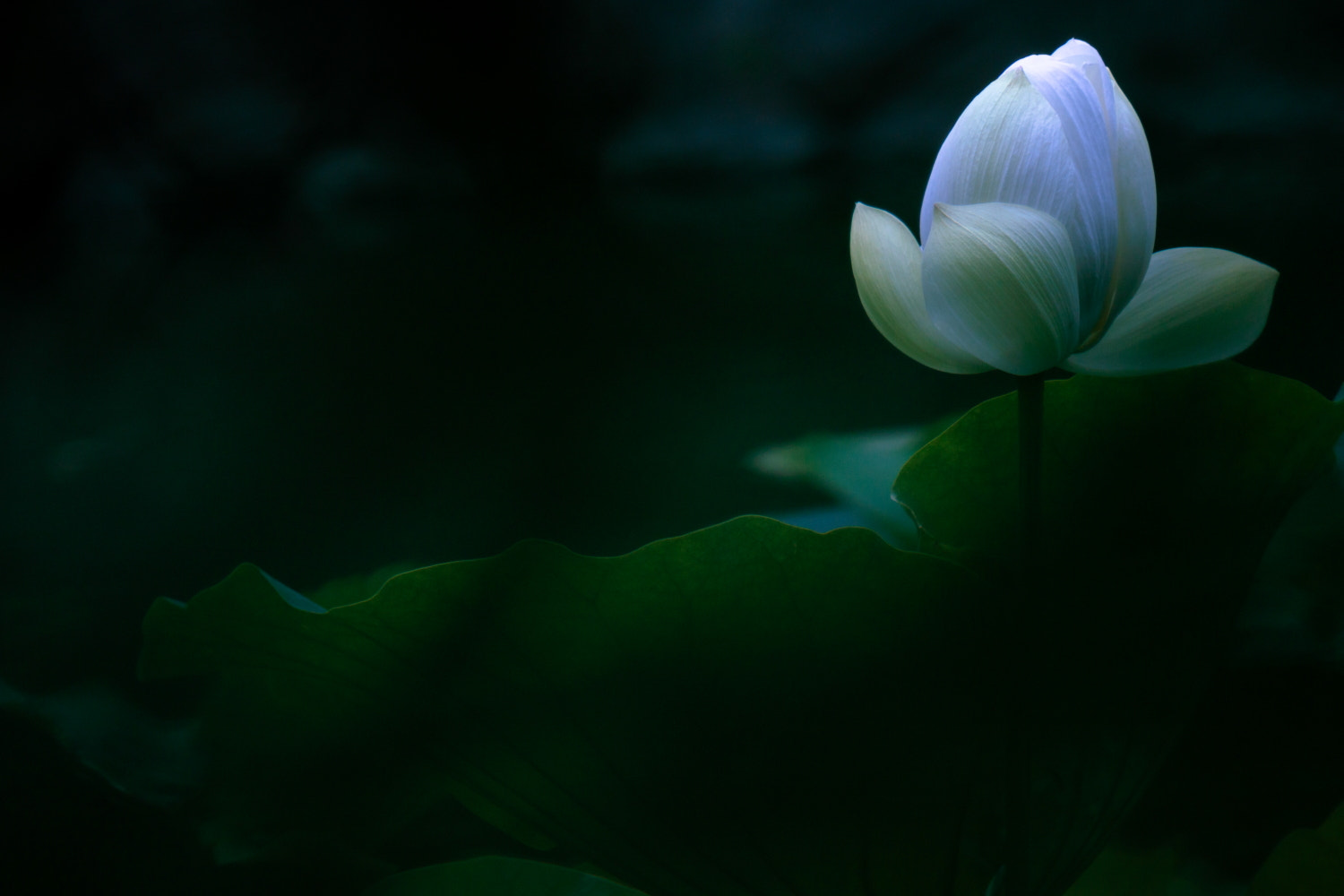 Canon EF 180mm F3.5L Macro USM sample photo. Lotus photography