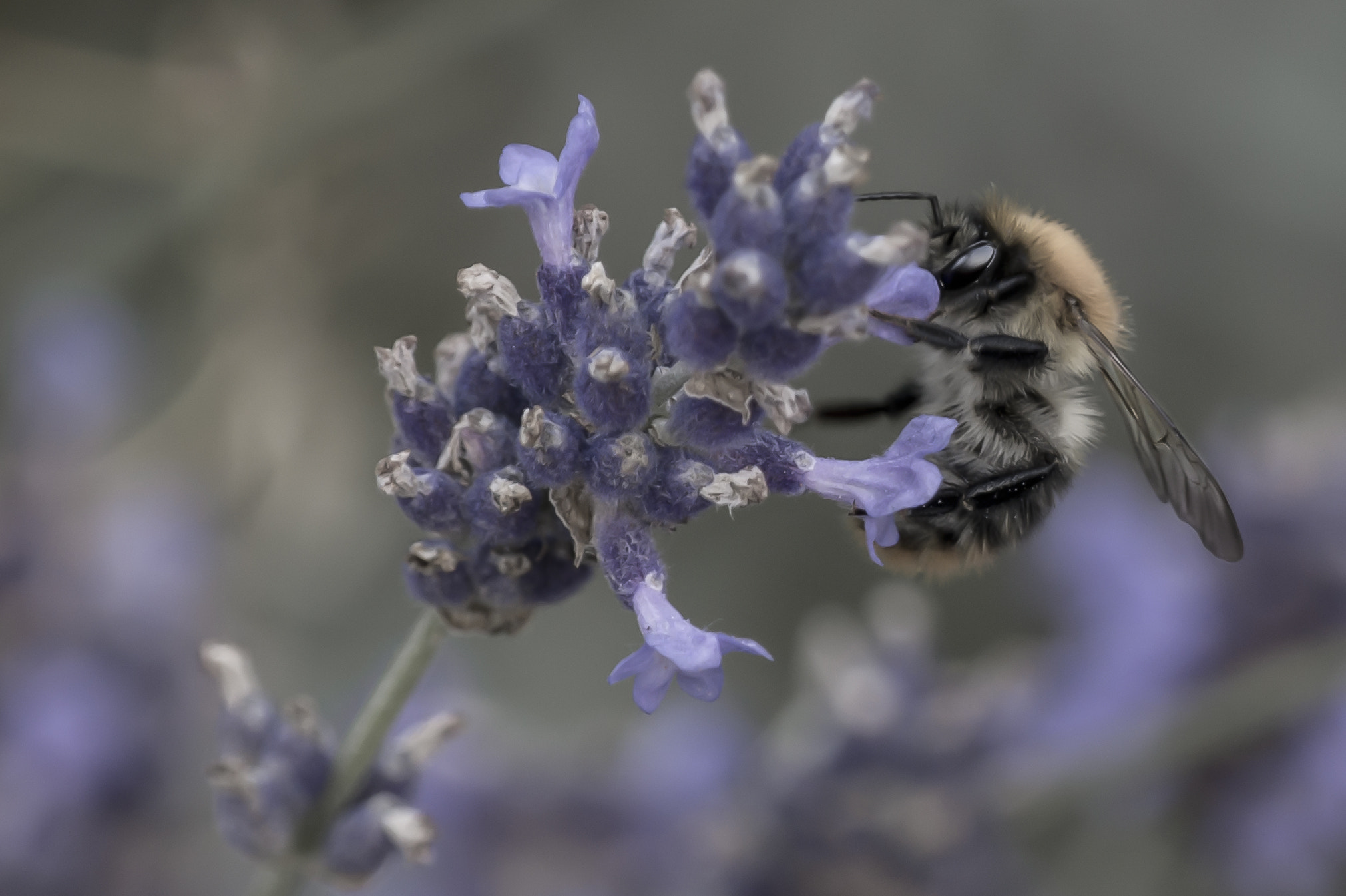 Sony Alpha DSLR-A580 sample photo. Bee photography