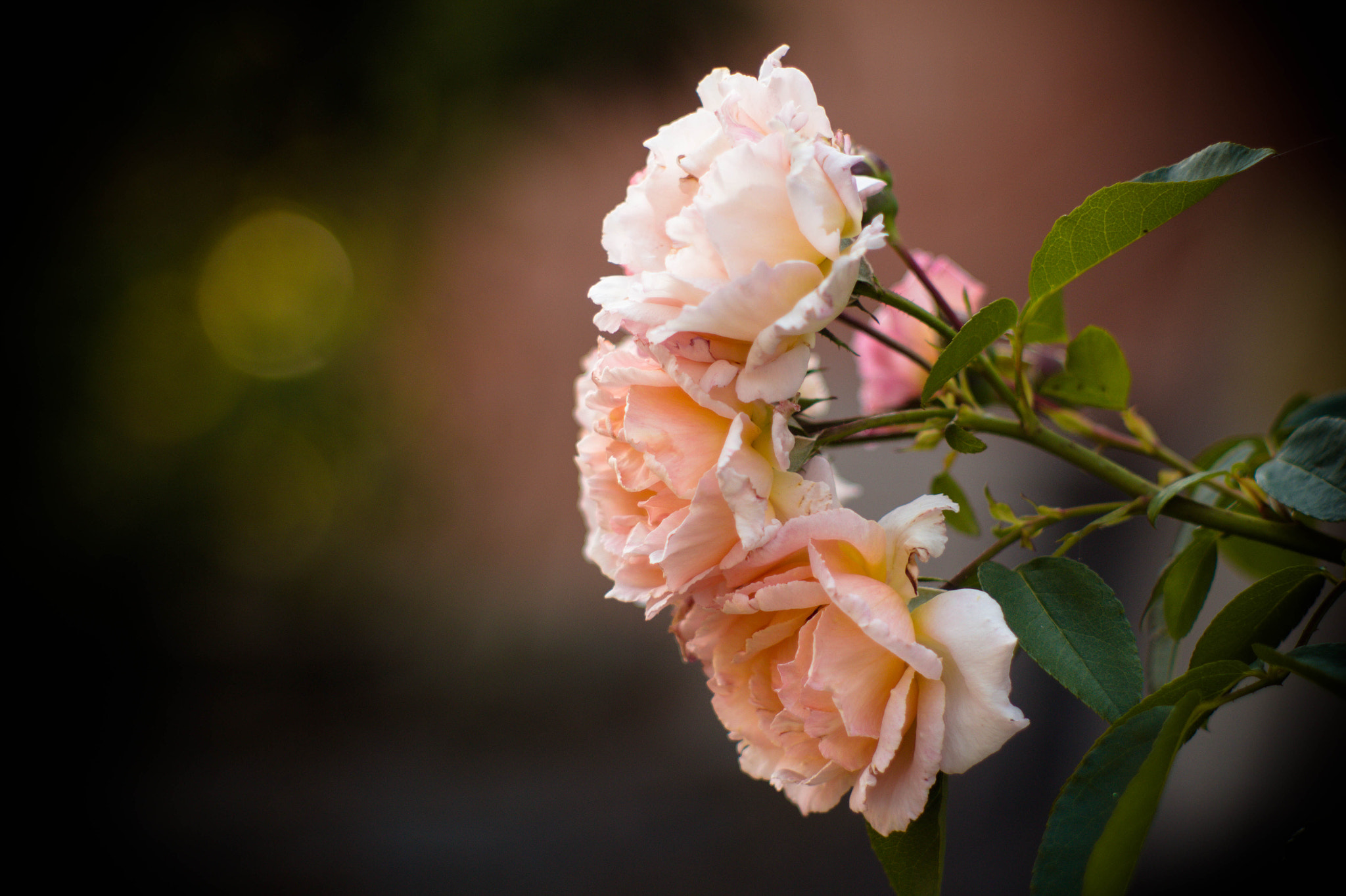 Canon EF 35-80mm f/4-5.6 sample photo