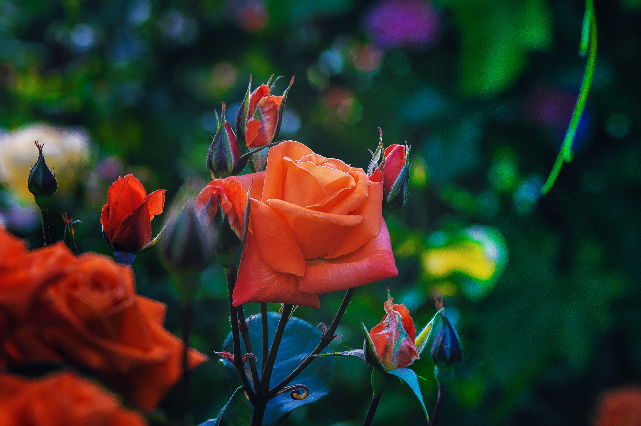 AF Micro-Nikkor 105mm f/2.8 sample photo. Розы photography