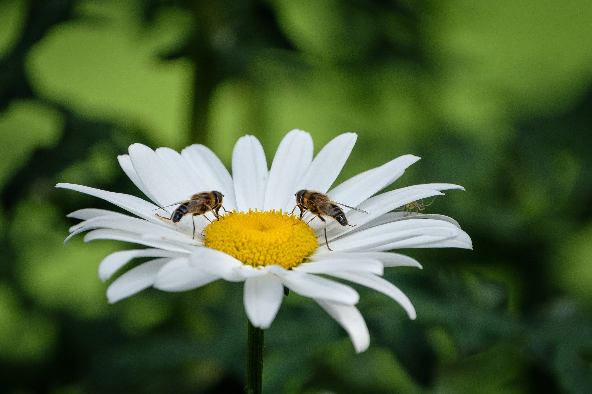 Fujifilm XF 100-400mm F4.5-5.6 R LM OIS WR sample photo. Two bees and one little spider photography