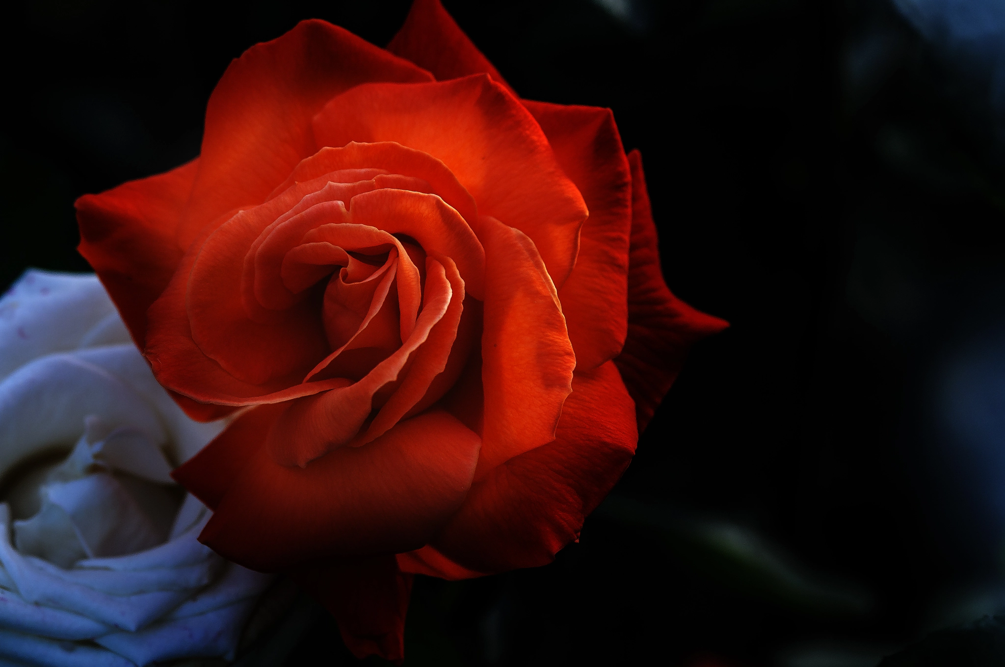 AF Micro-Nikkor 105mm f/2.8 sample photo. Розы photography
