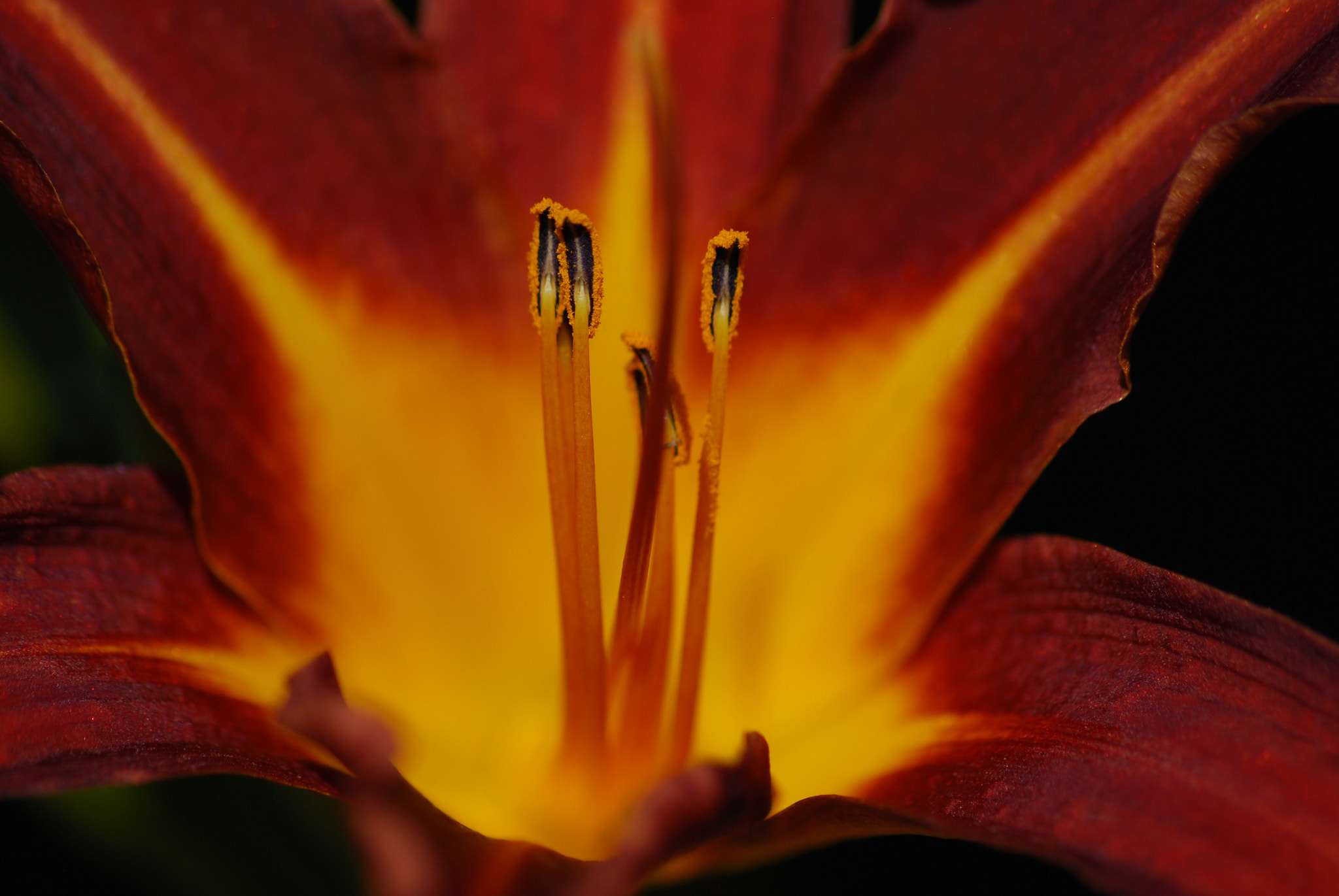 Sigma 70-300mm F4-5.6 APO DG Macro sample photo