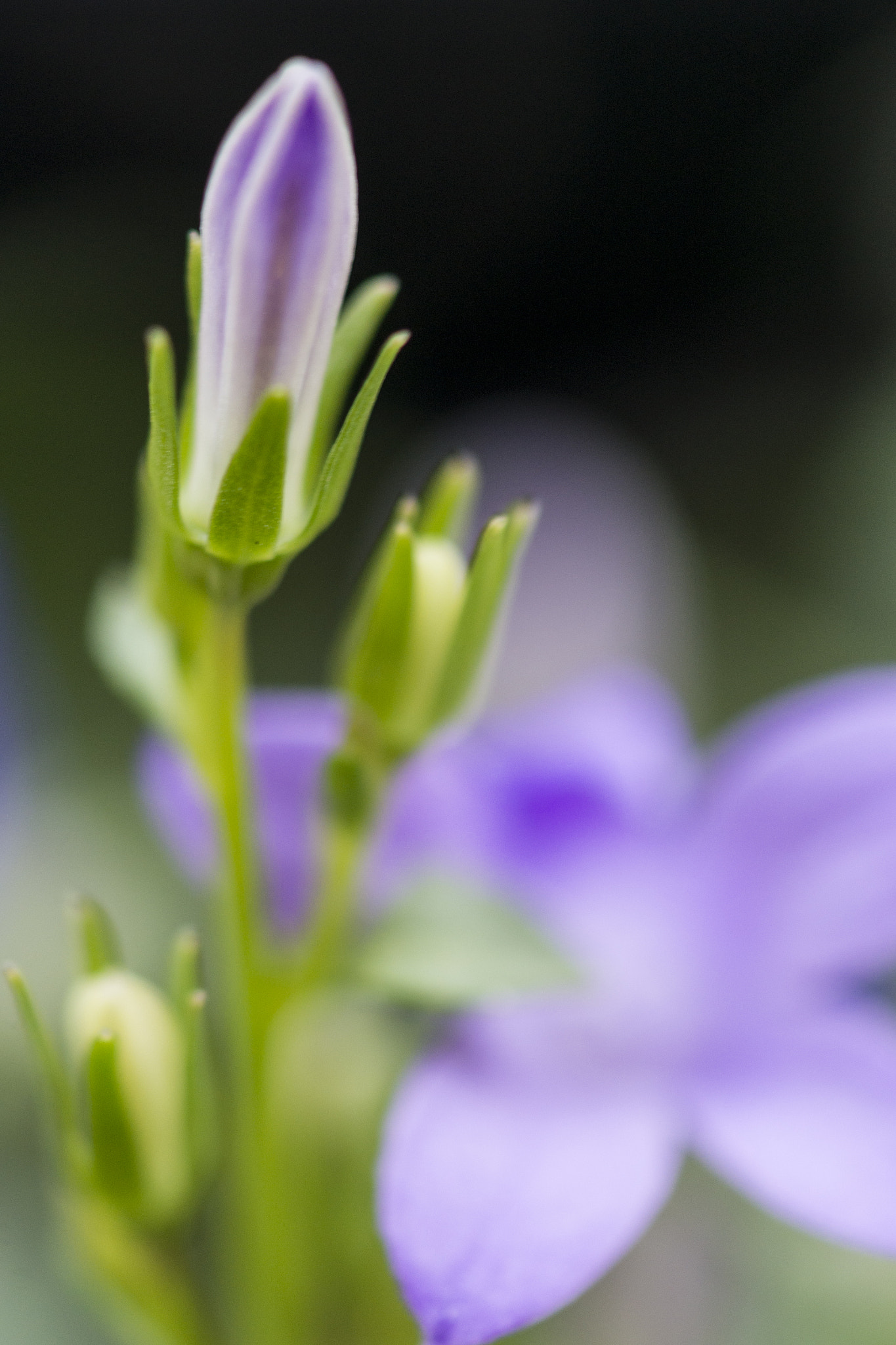 Nikon AF-S DX Micro-Nikkor 85mm F3.5G ED VR sample photo. Lovely photography