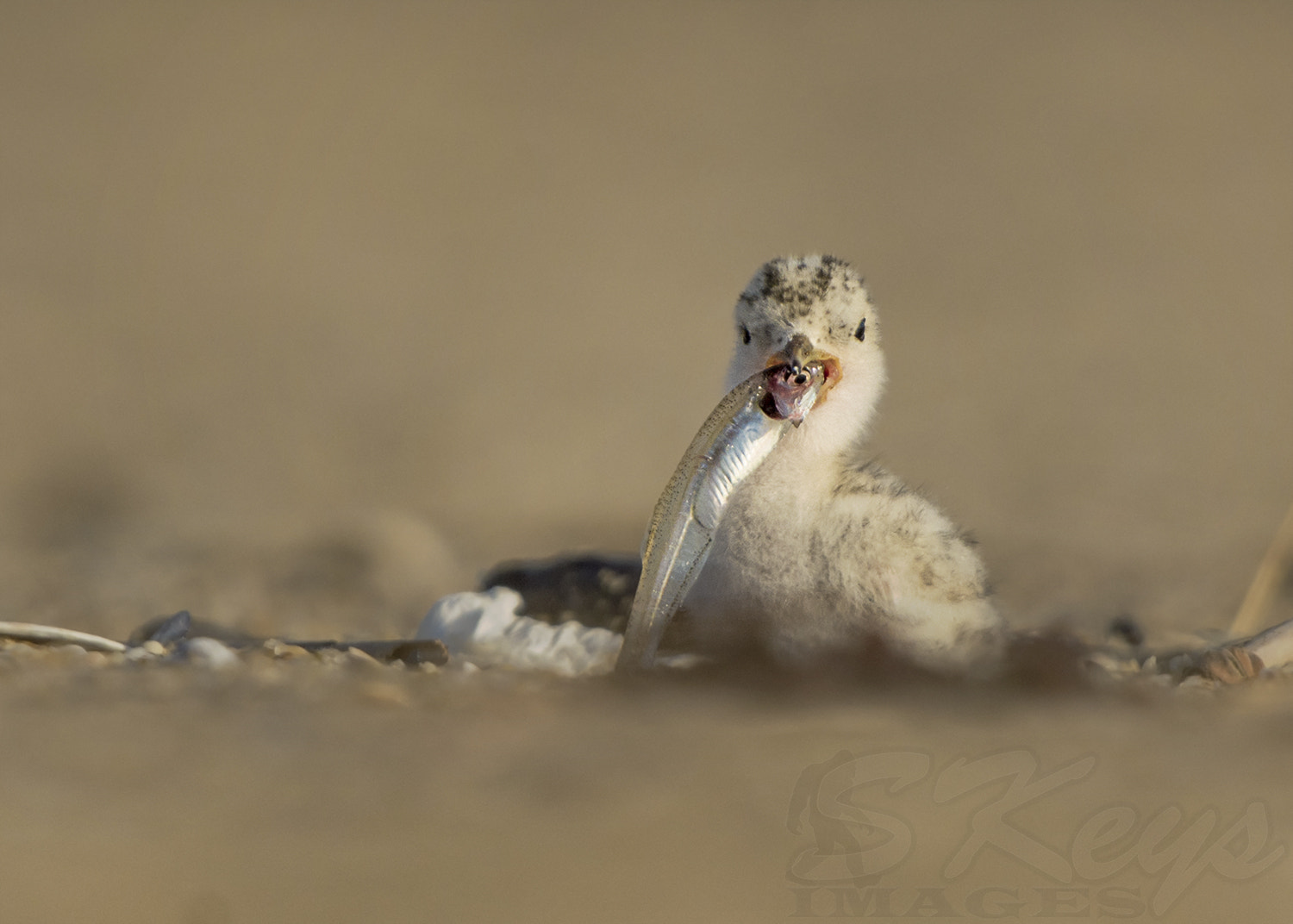 Nikon D7200 + Sigma 500mm F4.5 EX DG HSM sample photo. Third eye.... (least tern chick) photography