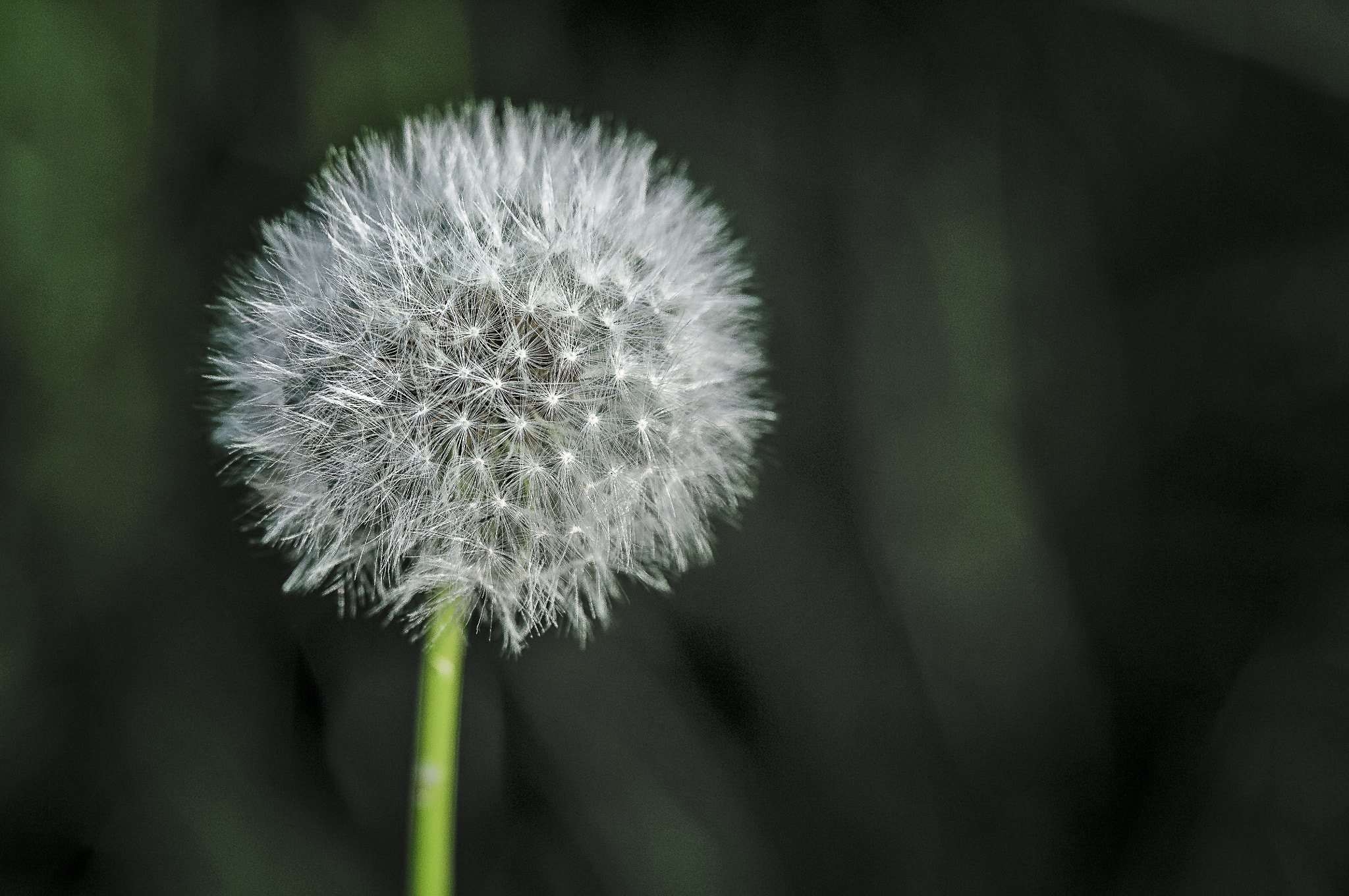 Nikon D300 + AF Micro-Nikkor 105mm f/2.8 sample photo. Одуванчик photography