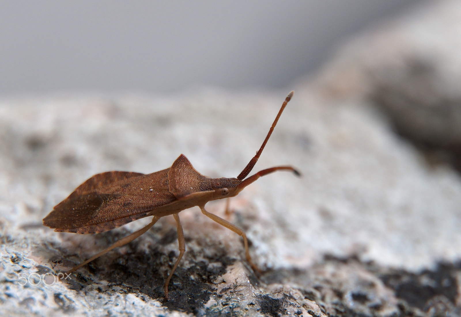 Nikon D5000 sample photo. Spined soldier bug, podisus spp photography