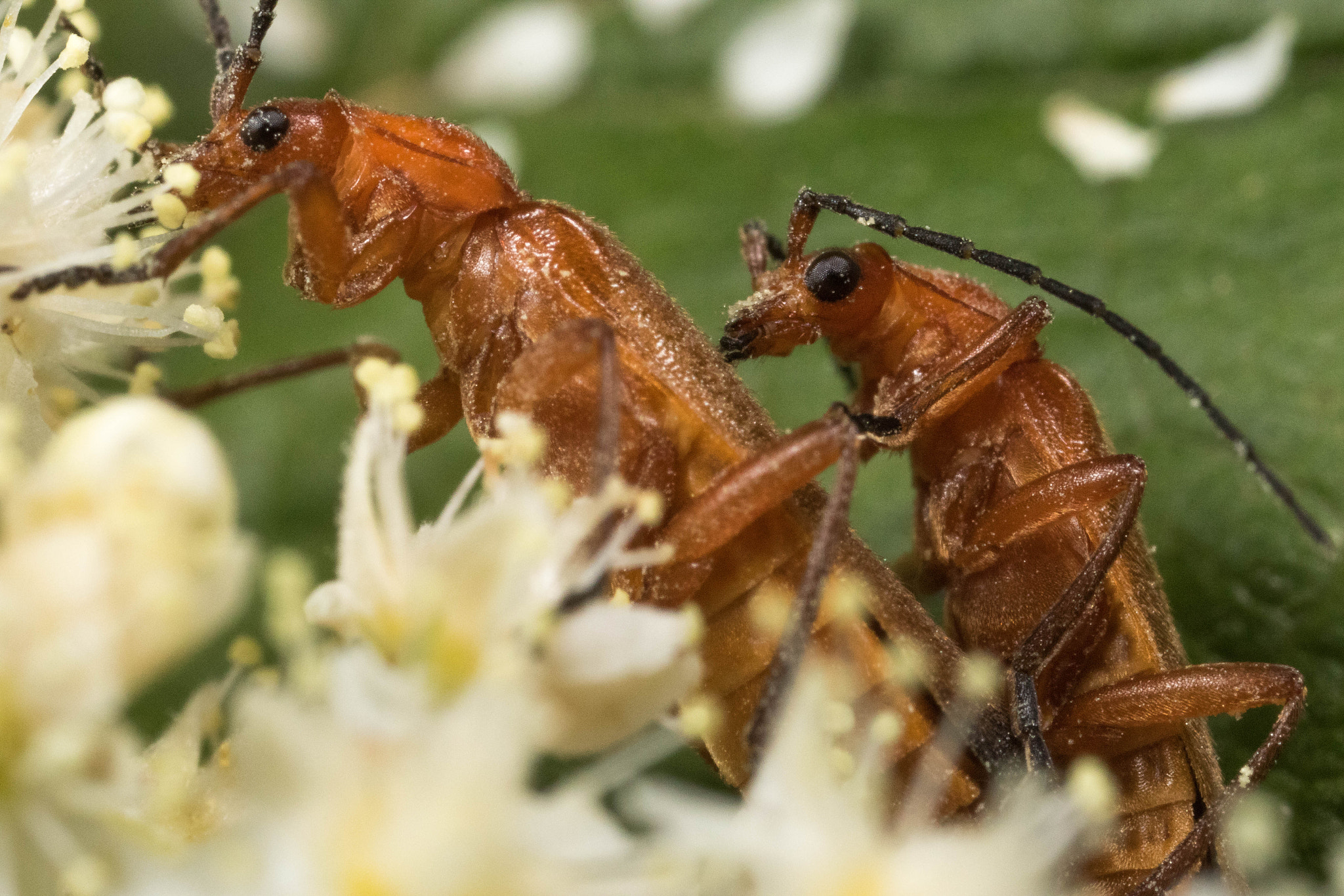 Canon MP-E 65mm F2.5 1-5x Macro Photo sample photo. Soldier beetles mating photography