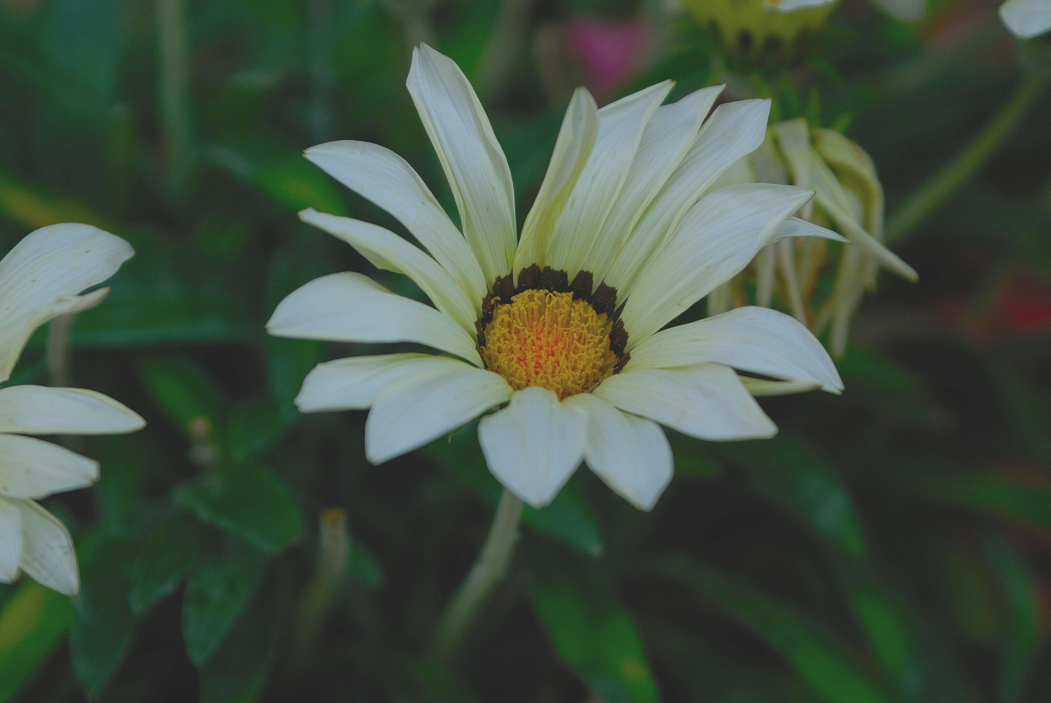 Nikon D200 sample photo. Girasol photography