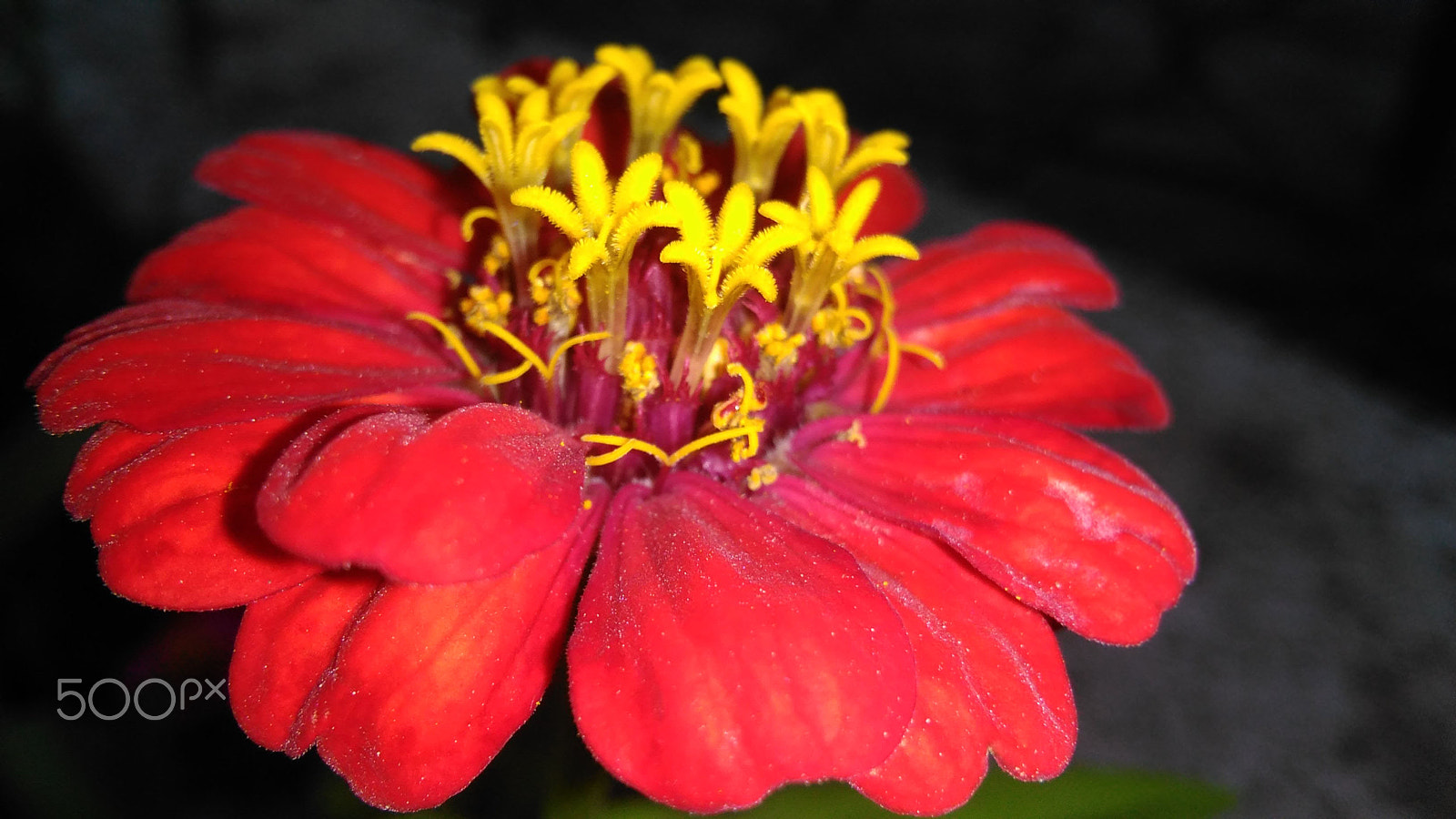 HUAWEI G620S-L01 sample photo. A nice flower in the garden... photography