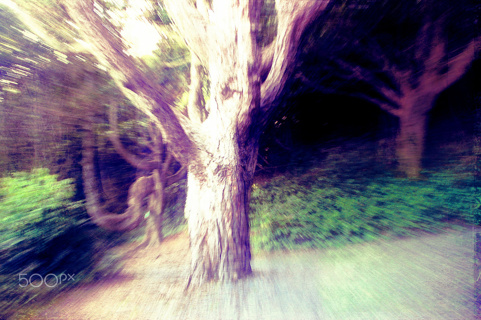 Nikon D50 sample photo. The forest photography