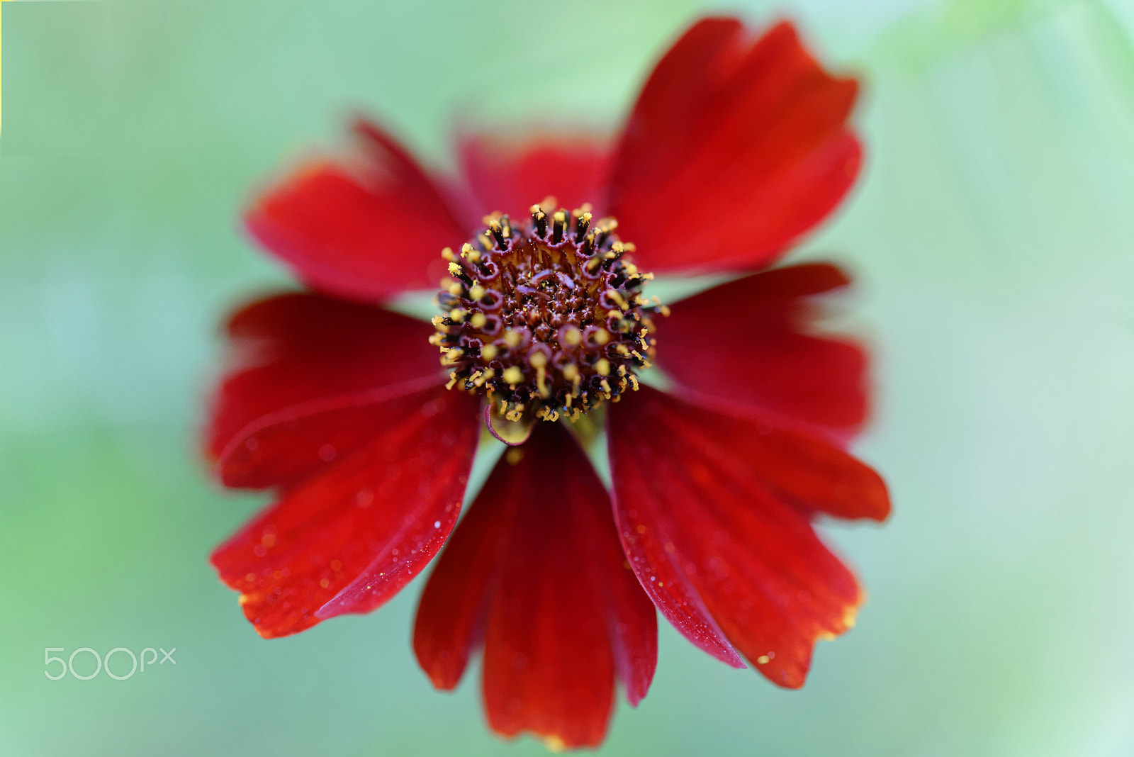 Nikon AF-S Micro-Nikkor 60mm F2.8G ED sample photo. Red flower photography