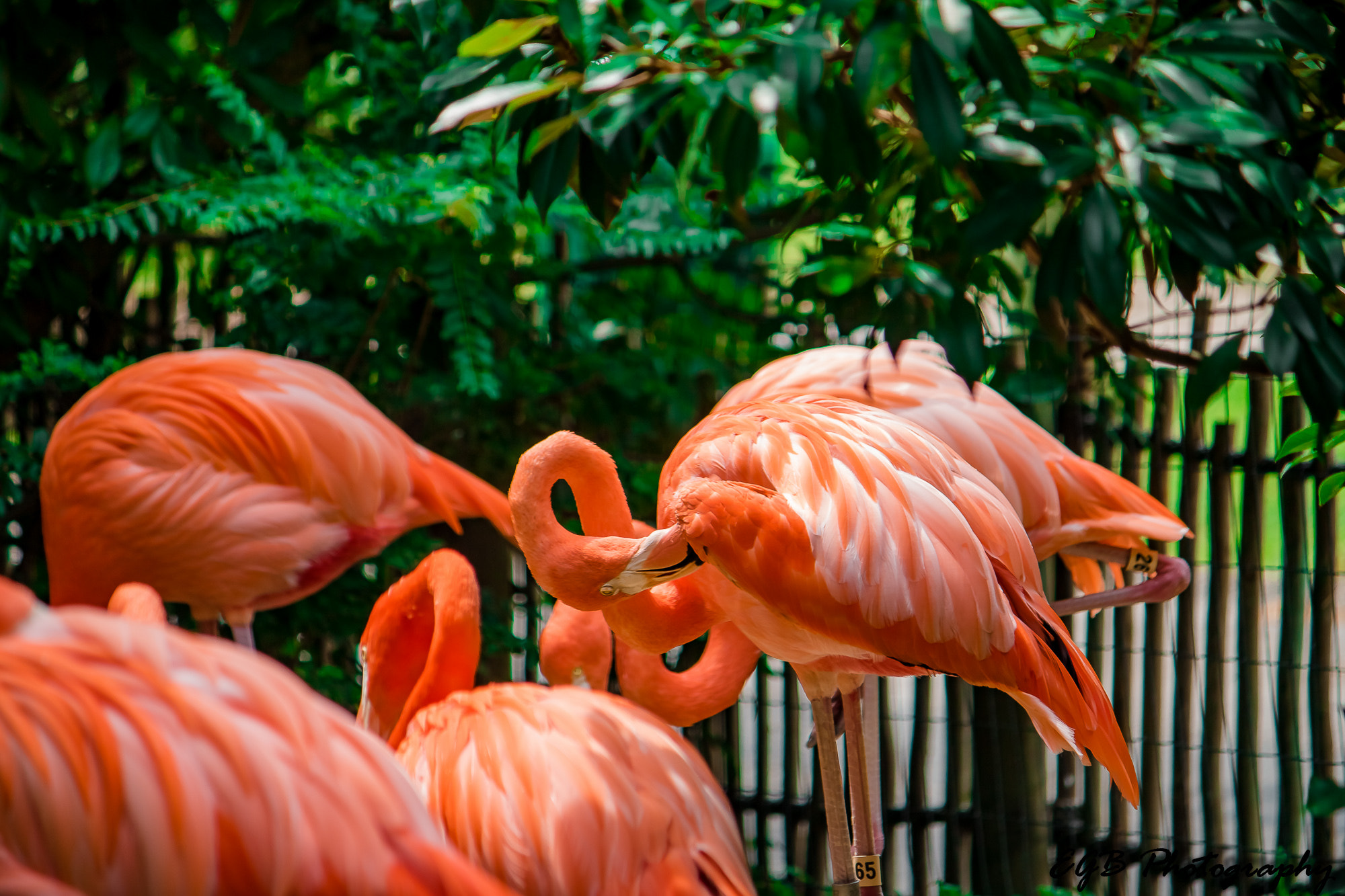 Canon EF-S 55-250mm F4-5.6 IS sample photo. Full of pink photography