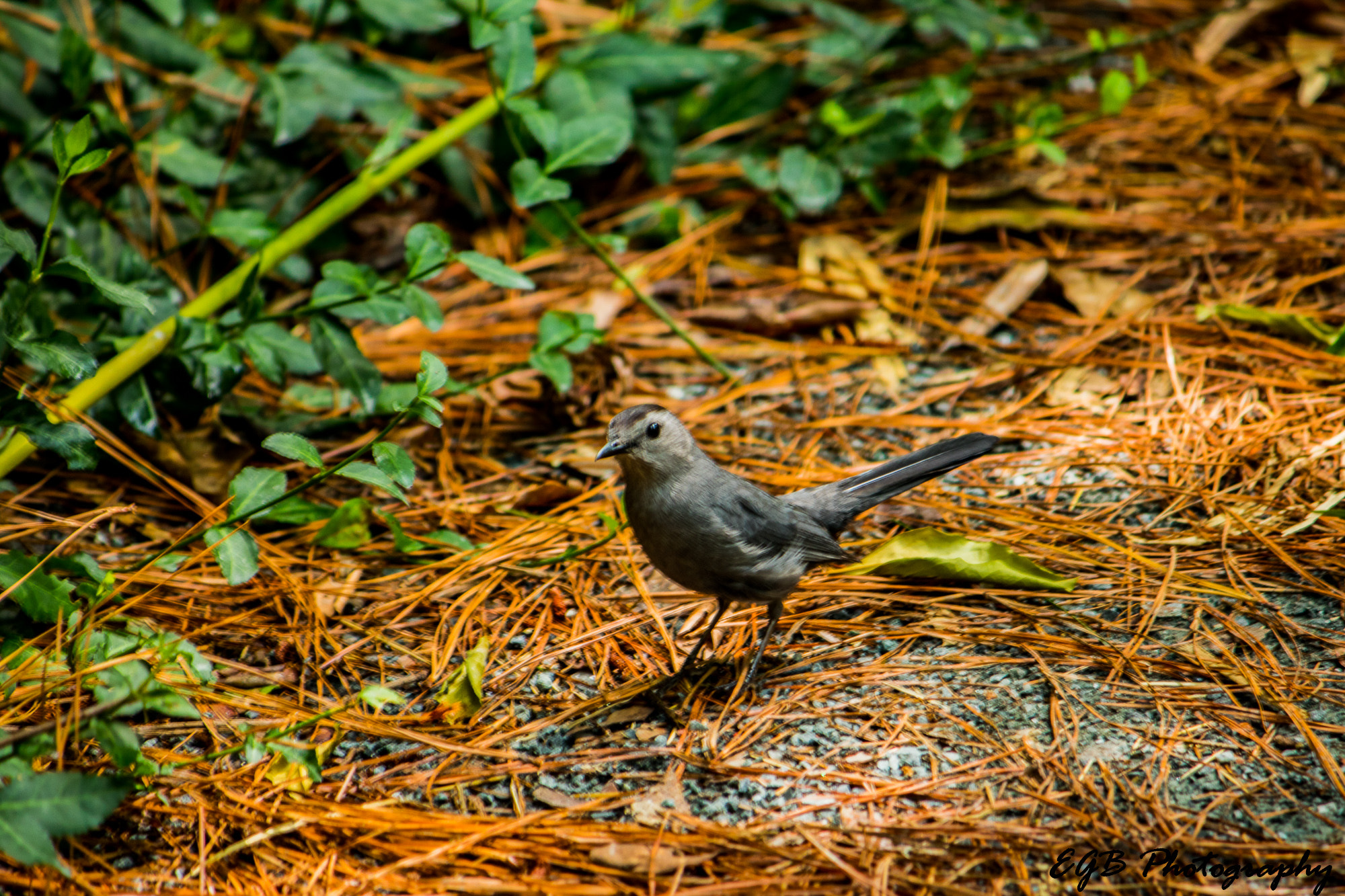 Canon EF-S 55-250mm F4-5.6 IS sample photo. This little guy photography