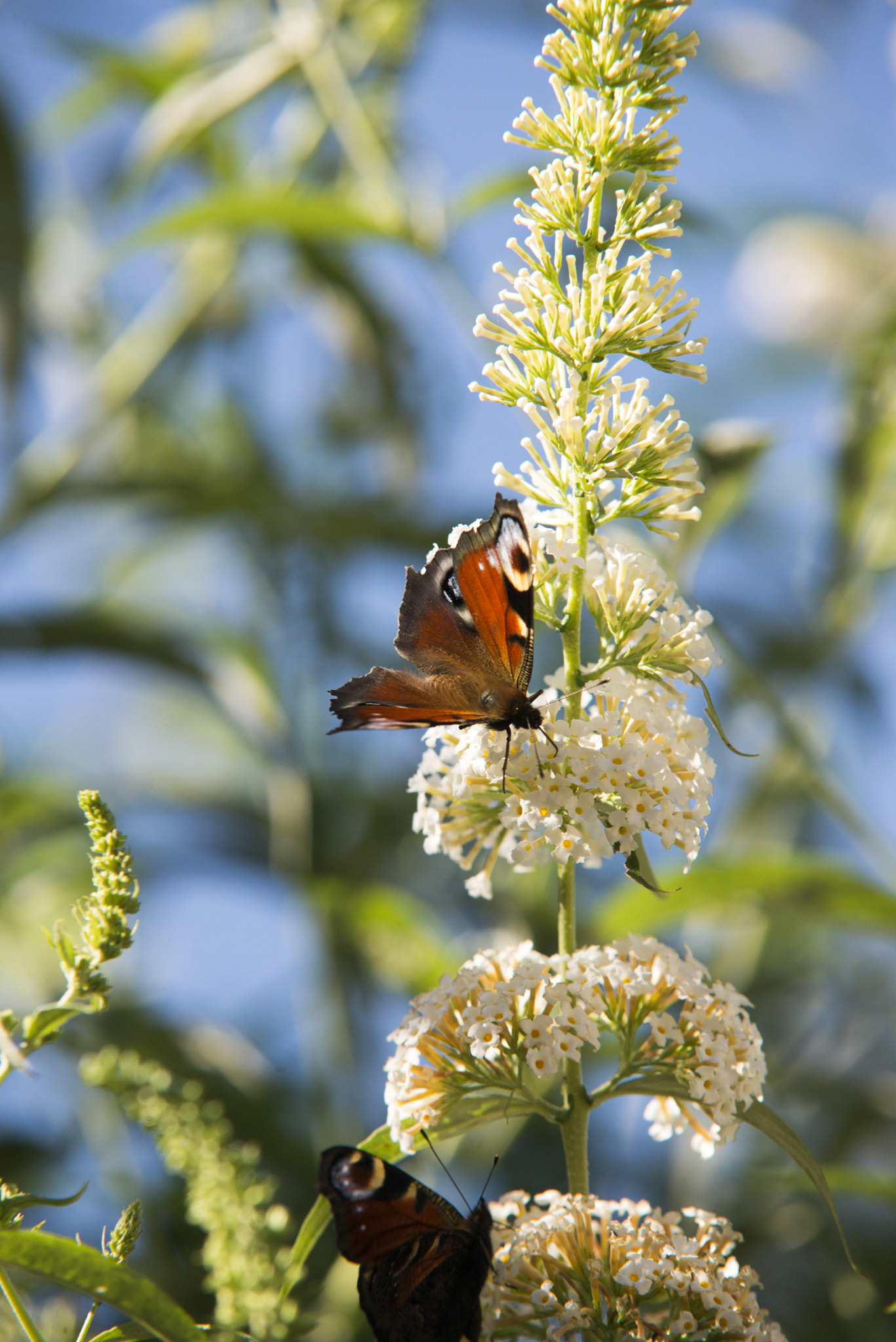 Sigma 70-200mm F2.8 EX DG Macro HSM II sample photo. Butterfly photography