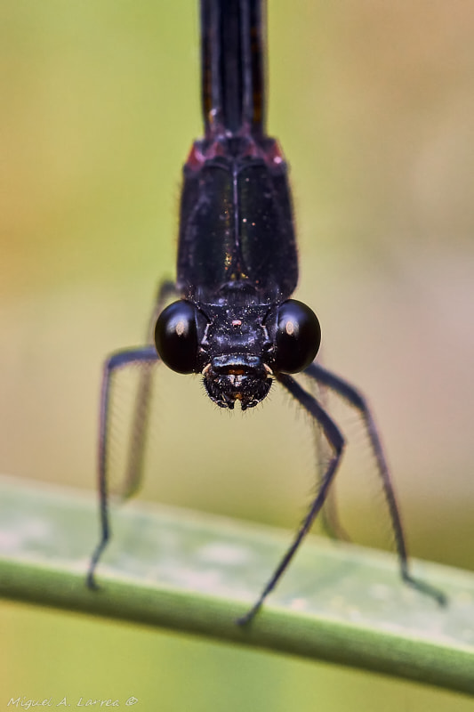 Sony ILCA-77M2 sample photo. Round black eyes photography