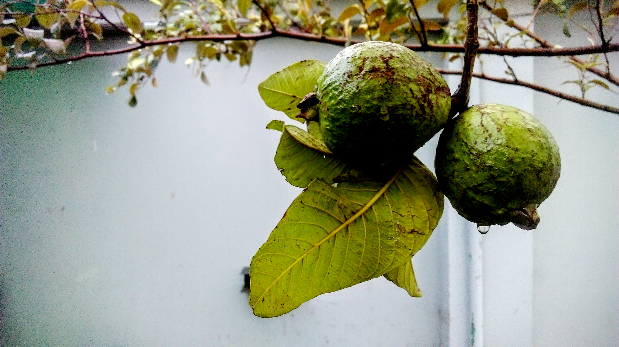 HTC DESIRE 820 DUAL SIM sample photo. Guava fruit photography