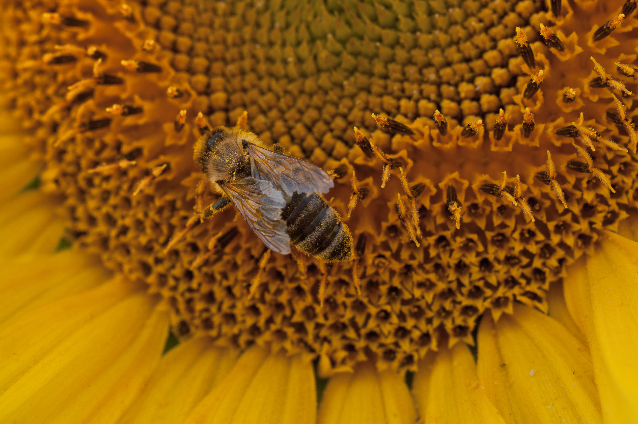 Nikon D5000 sample photo. Worker photography