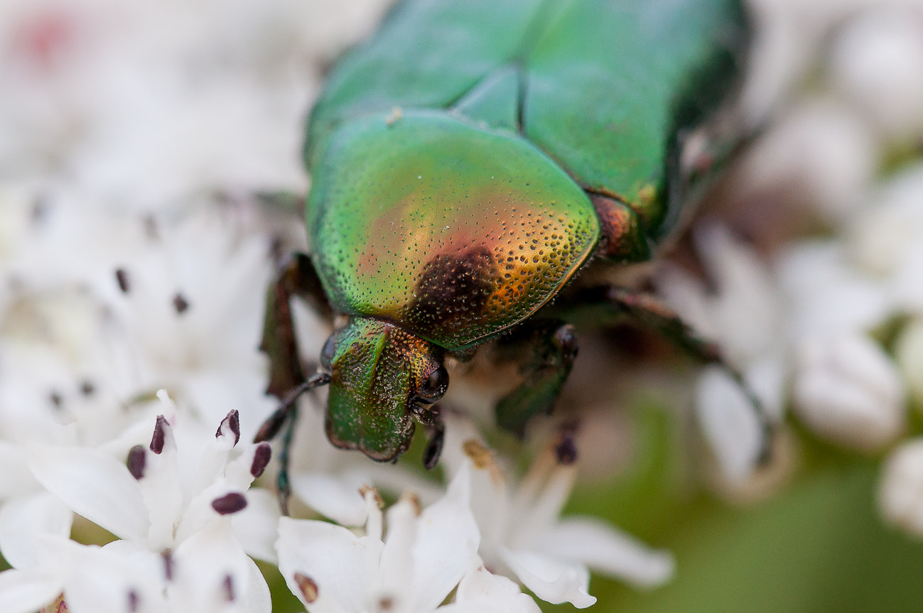 Nikon D5000 sample photo. Hulk photography