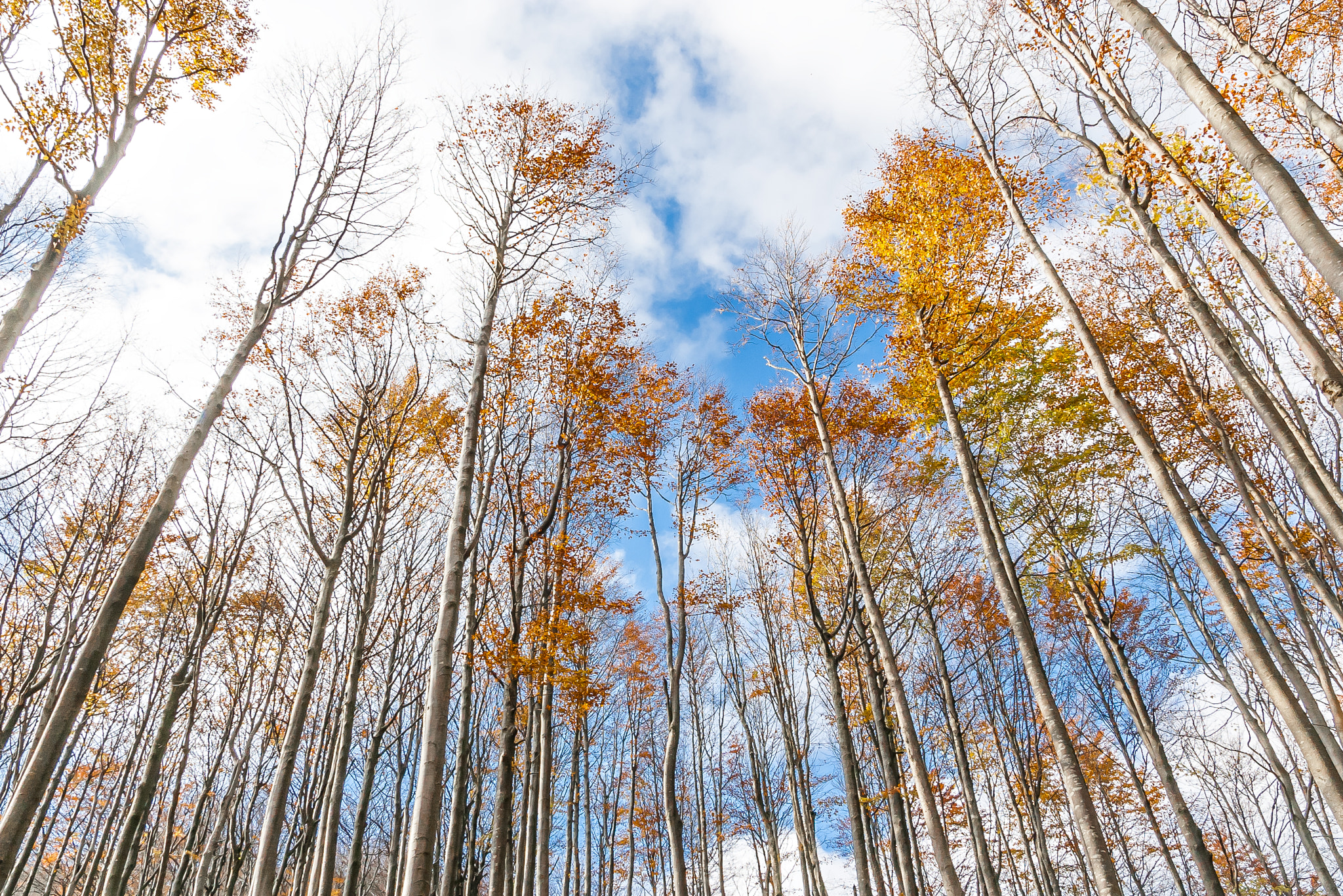 Pentax K100D sample photo. Trees photography