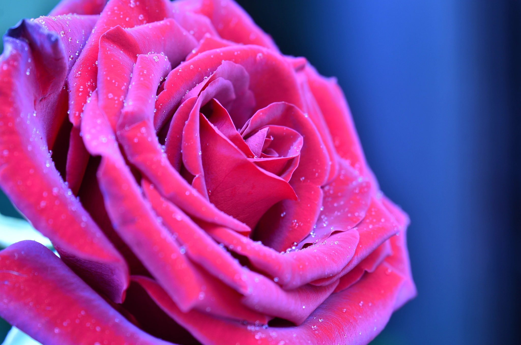 Nikon D7000 + AF Zoom-Nikkor 35-105mm f/3.5-4.5 sample photo. Pink and red roses photography