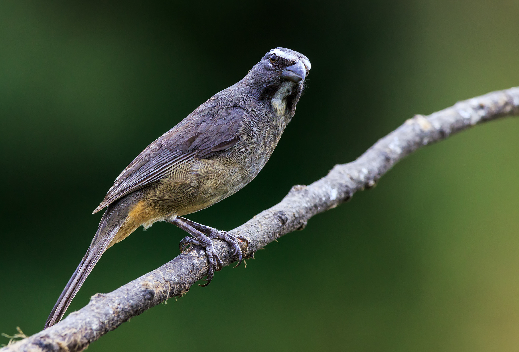 Canon EF 600mm f/4L IS sample photo. Saltator coerulescens photography